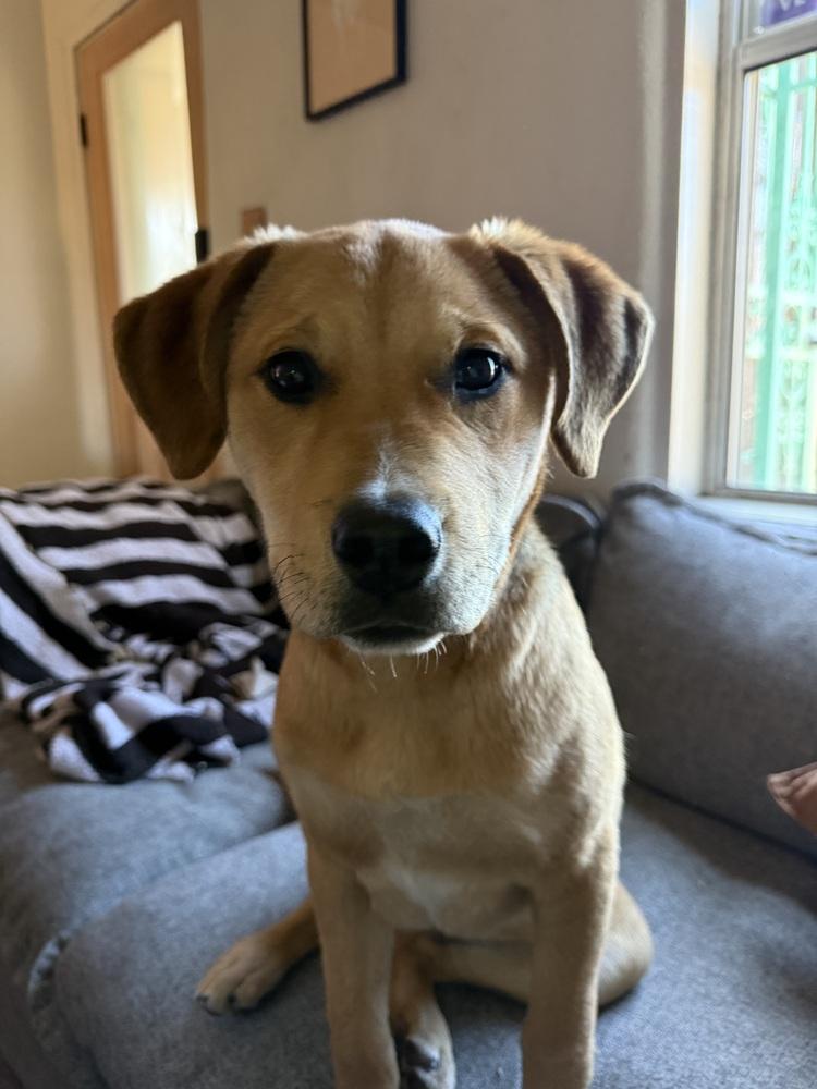 Benito, Adoptable, Puppy Male Labrador Retriever.