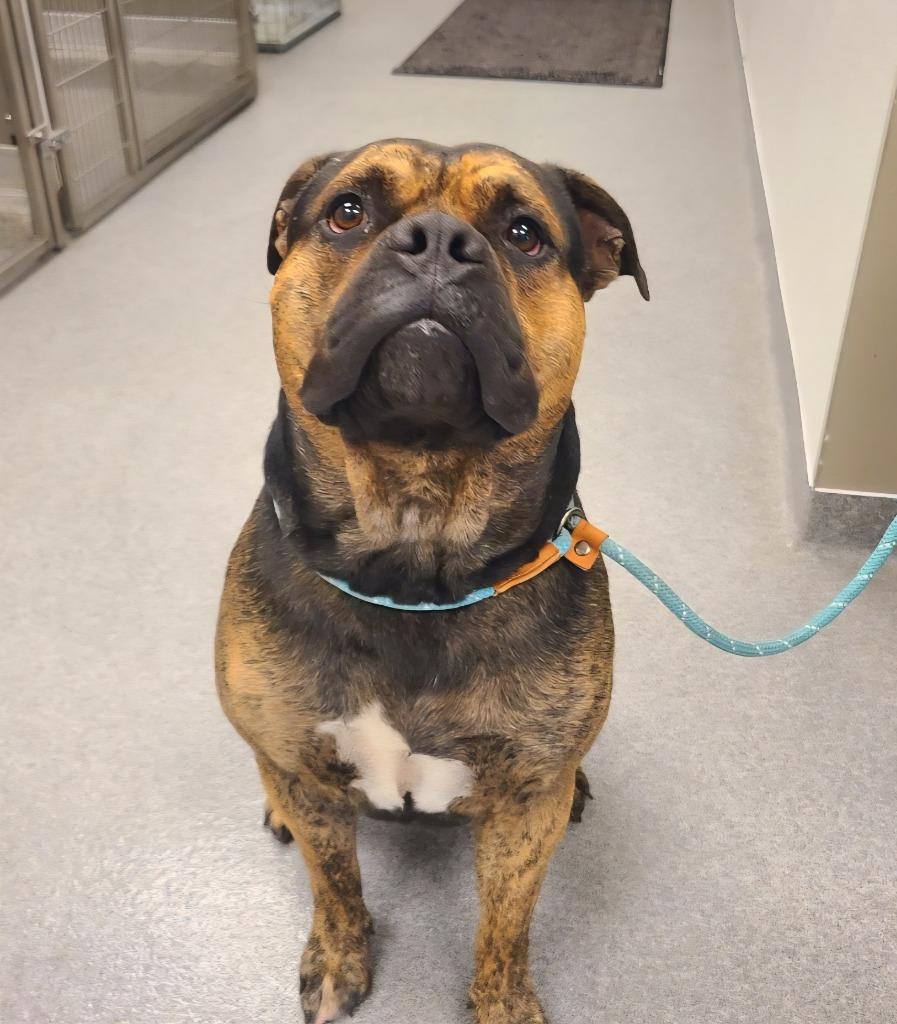 Enlarge Tiny Yrly 382, a Adopted mixed breed in Sidney, OH image 1/1