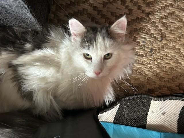 WHISKERS, Adoptable, Adult Male Domestic Long Hair.