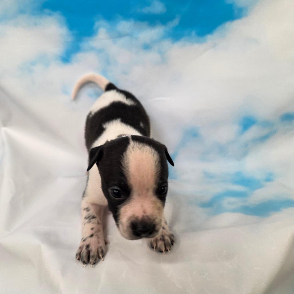 Joan, ADOPTABLE, Puppy Female Pit Bull Terrier & Border Collie.
