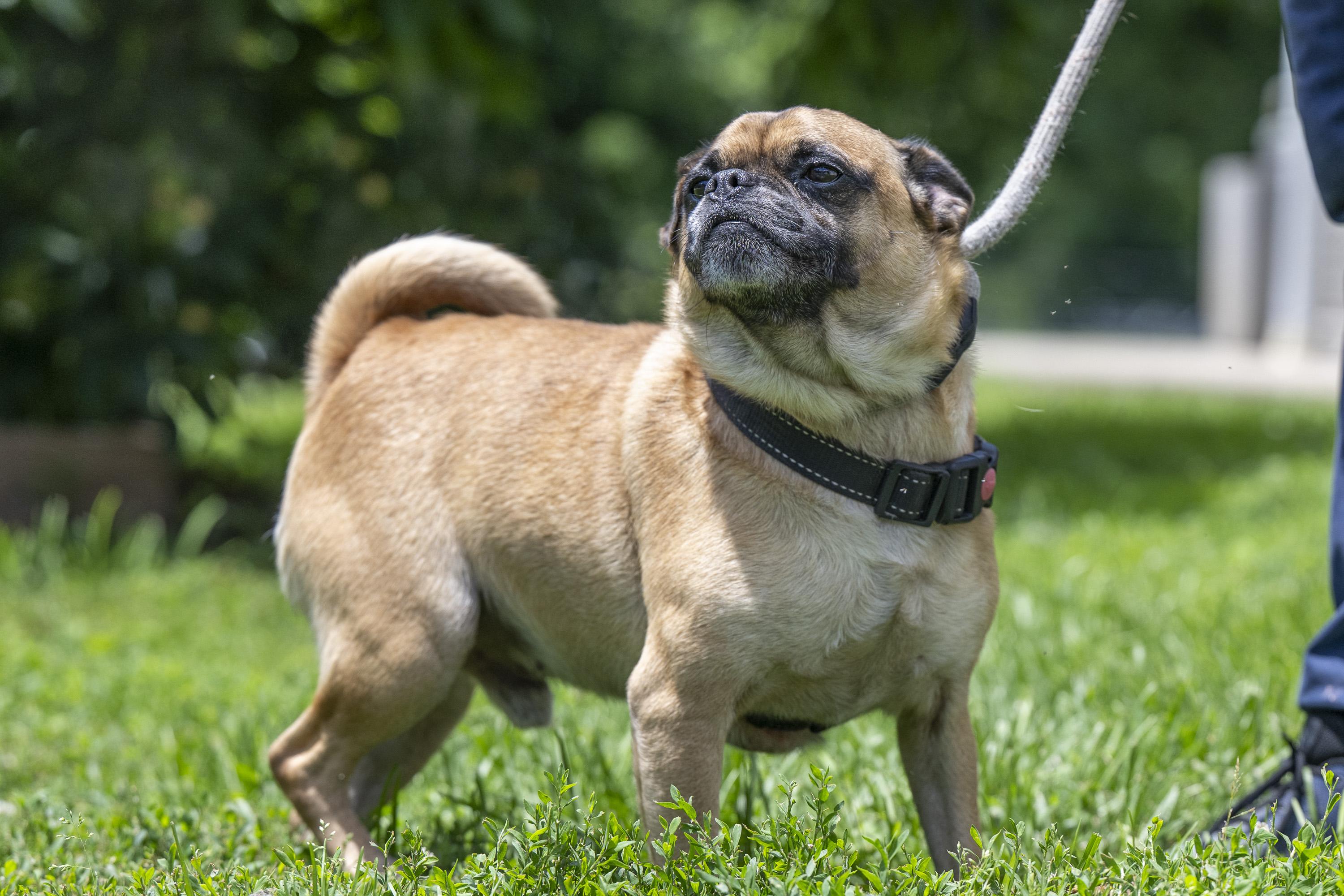 Pugs for Adoption in Mt Zion, Illinois | Petfinder