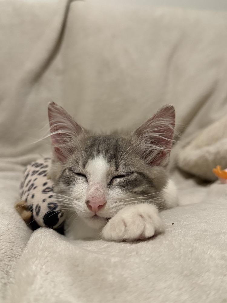 Blue, Adoptable, Kitten Male Domestic Medium Hair & Maine Coon.