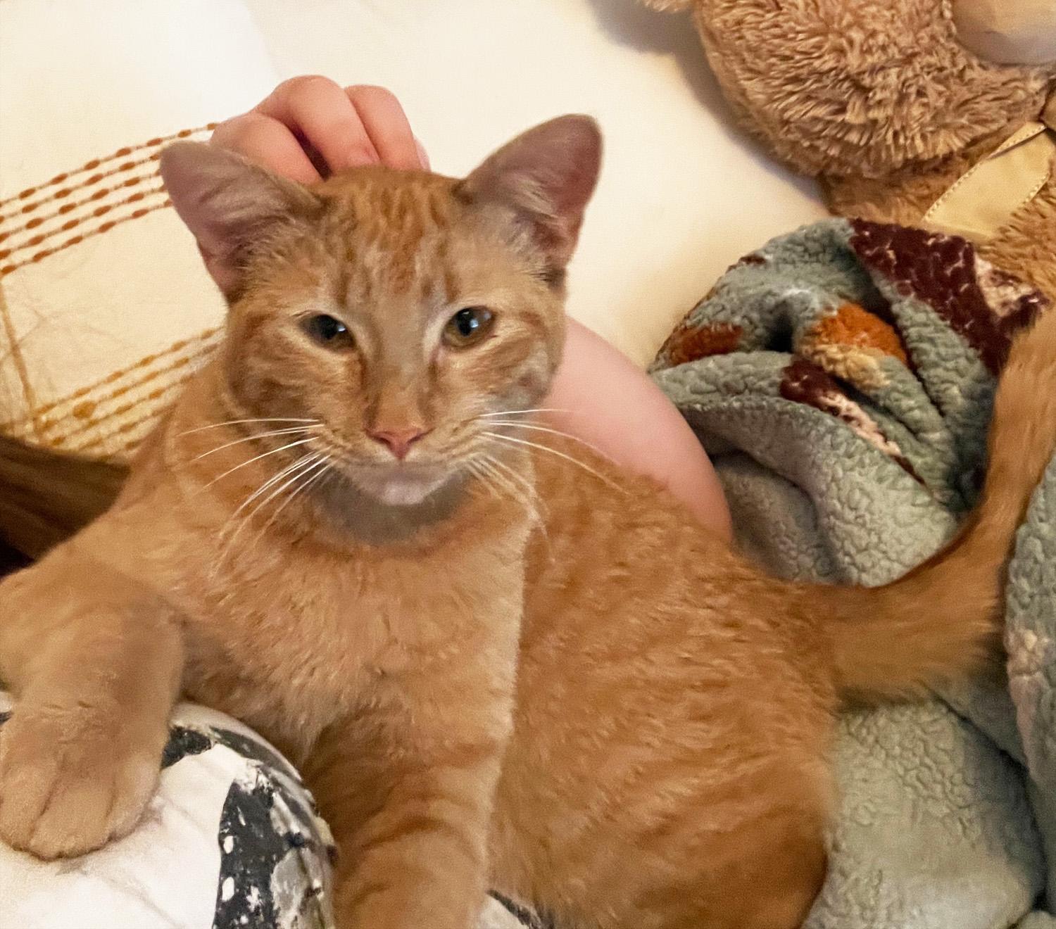 Enlarge Jovie, an adopted Domestic Short Hair in Manhattan, KS image 4/6