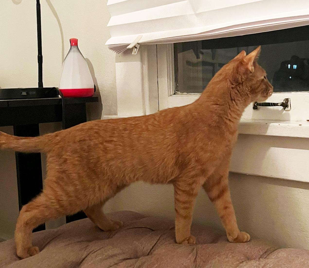 Enlarge Jovie, an adopted Domestic Short Hair in Manhattan, KS image 5/6