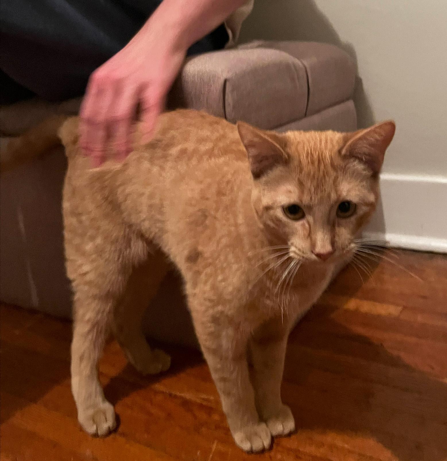 Enlarge Jovie, an adopted Domestic Short Hair in Manhattan, KS image 2/6