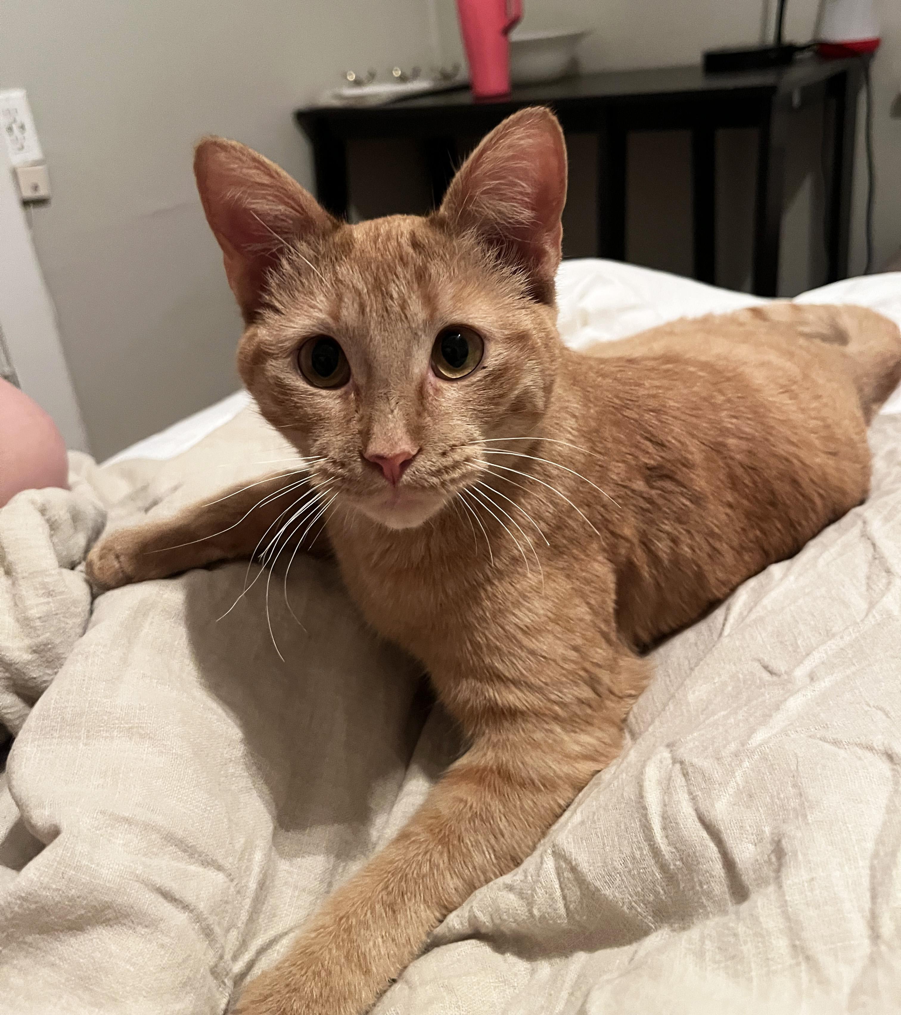 Enlarge Jovie, an adopted Domestic Short Hair in Manhattan, KS image 6/6