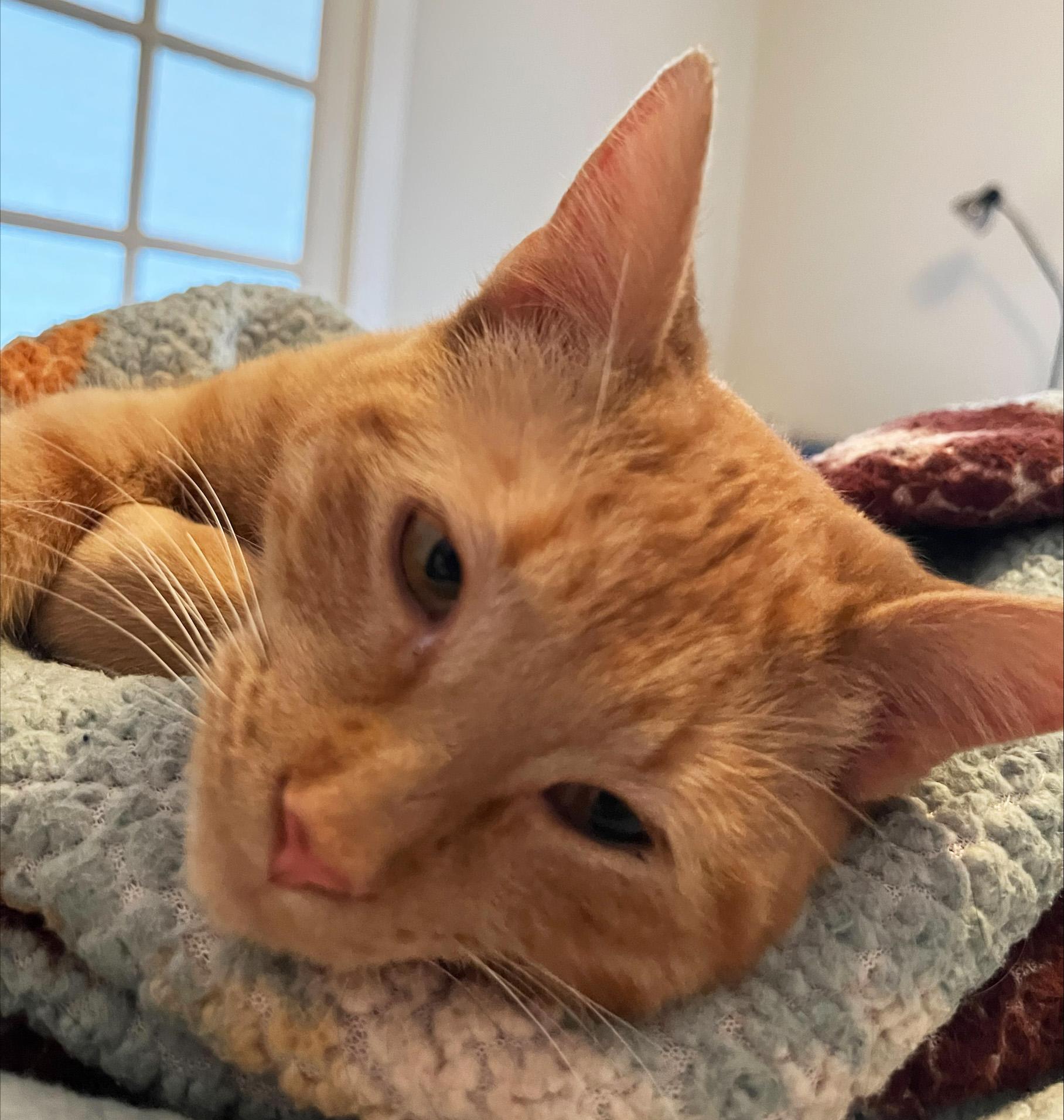 Enlarge Jovie, an adopted Domestic Short Hair in Manhattan, KS image 3/6