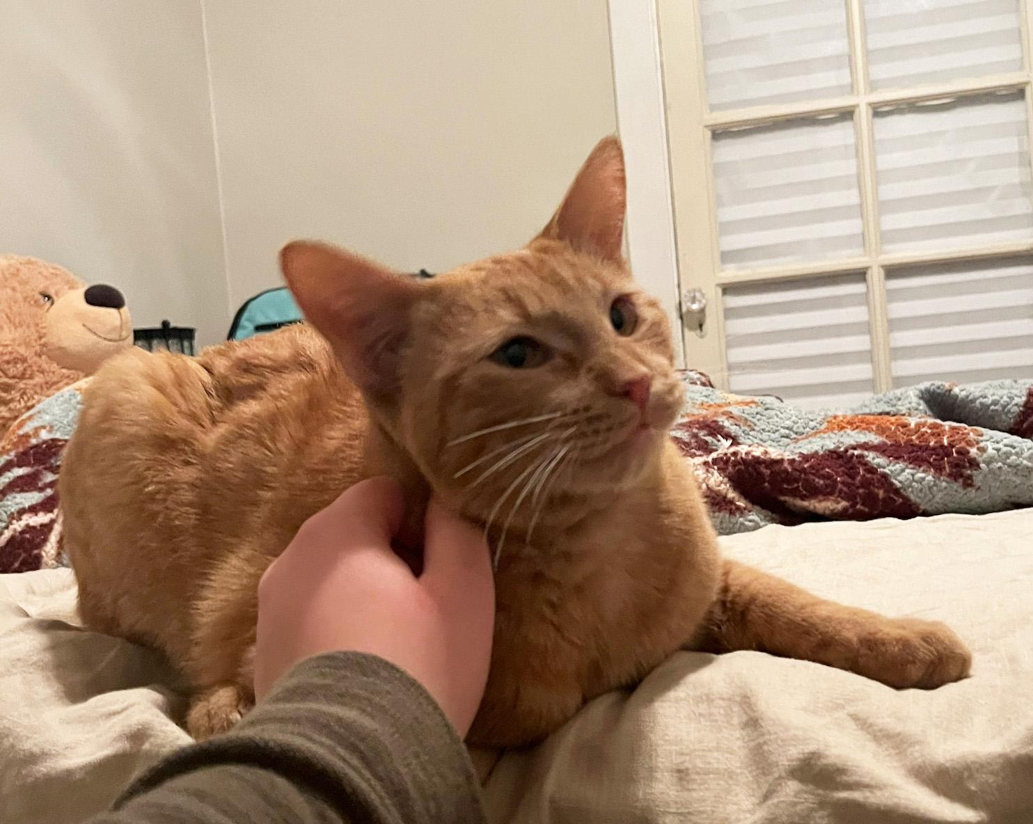 Enlarge Jovie, an adopted Domestic Short Hair in Manhattan, KS image 1/6