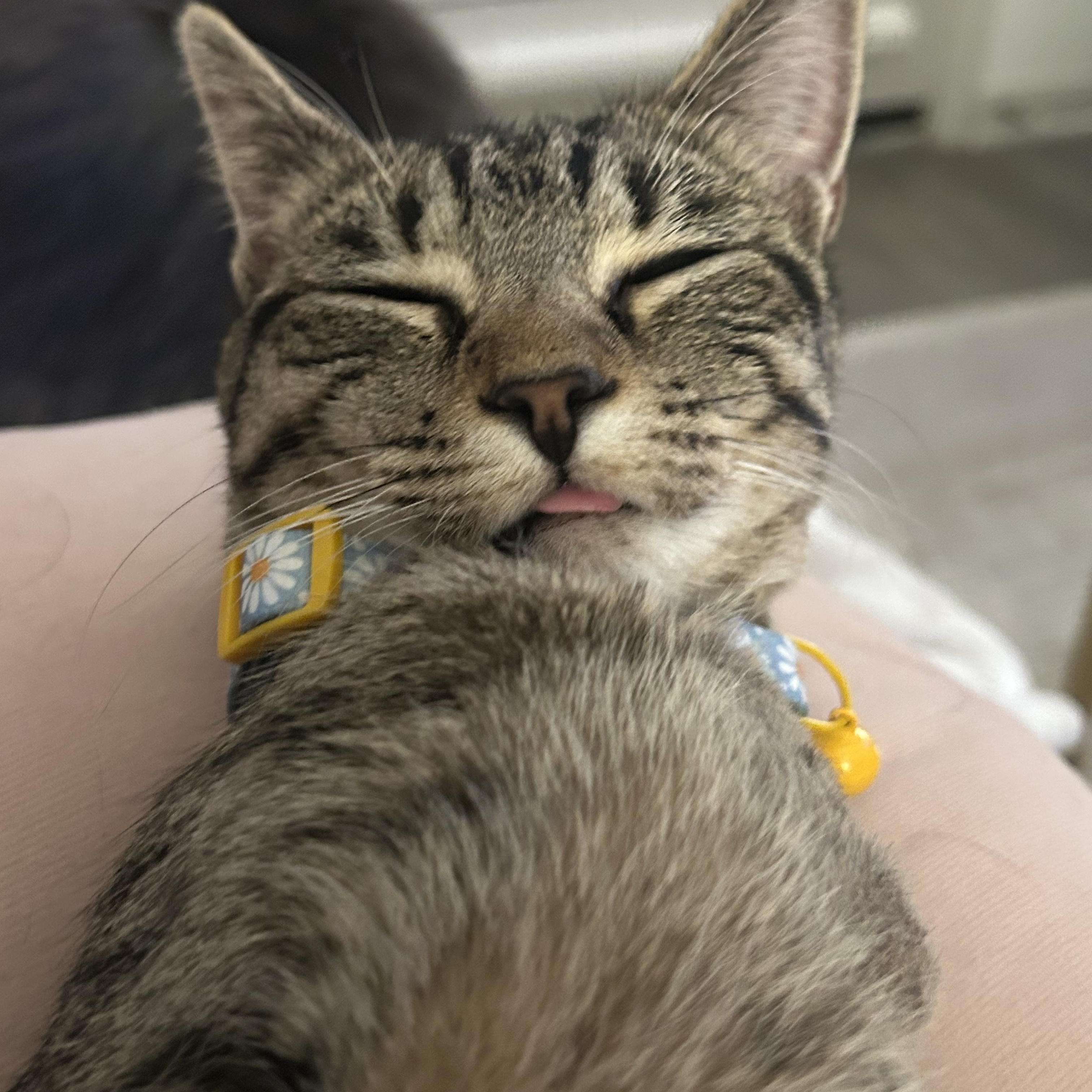 Enlarge Wanda (Tri-pawd), a ADOPTABLE American Shorthair in Plano, TX image 4/6