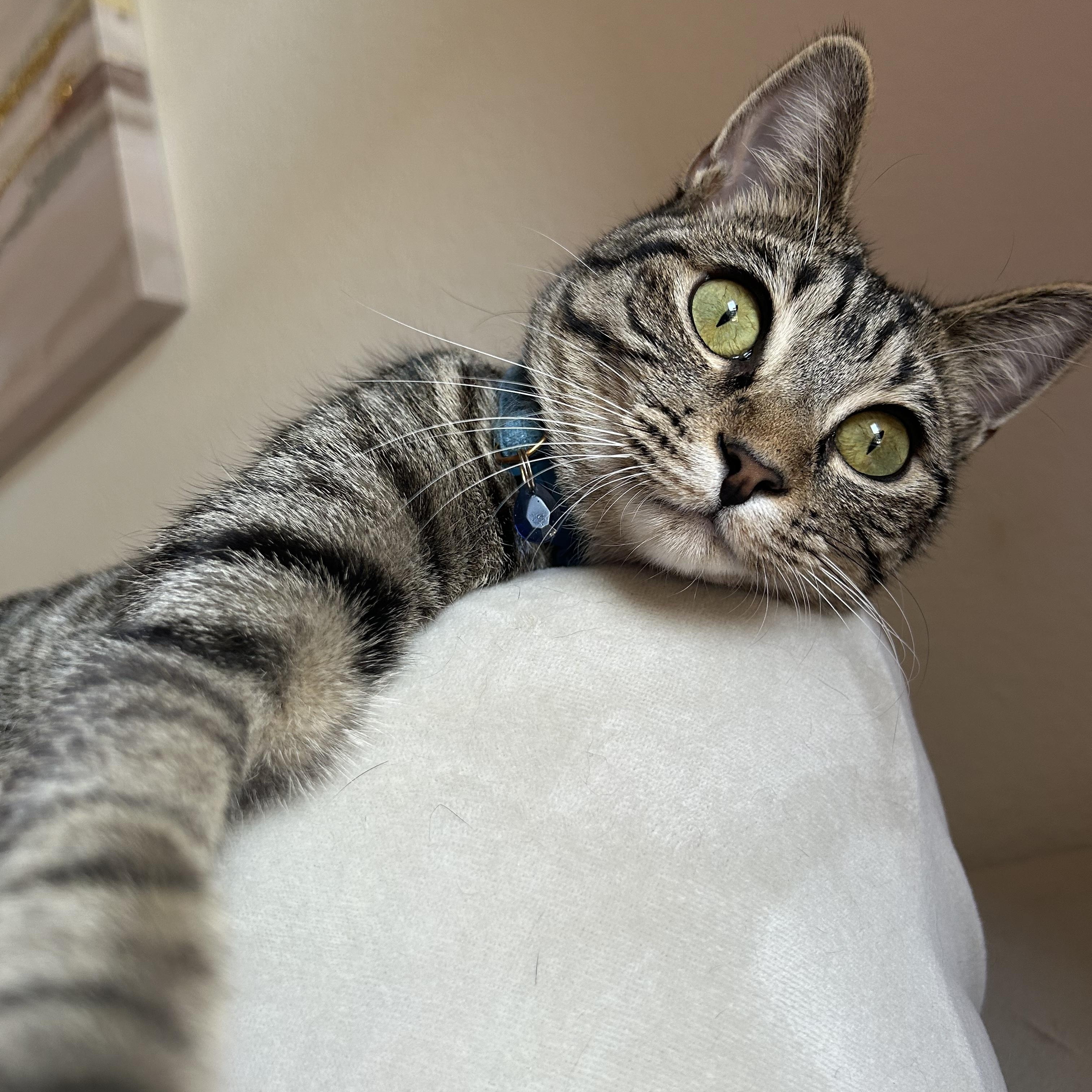 Enlarge Wanda (Tri-pawd), a ADOPTABLE American Shorthair in Plano, TX image 2/6