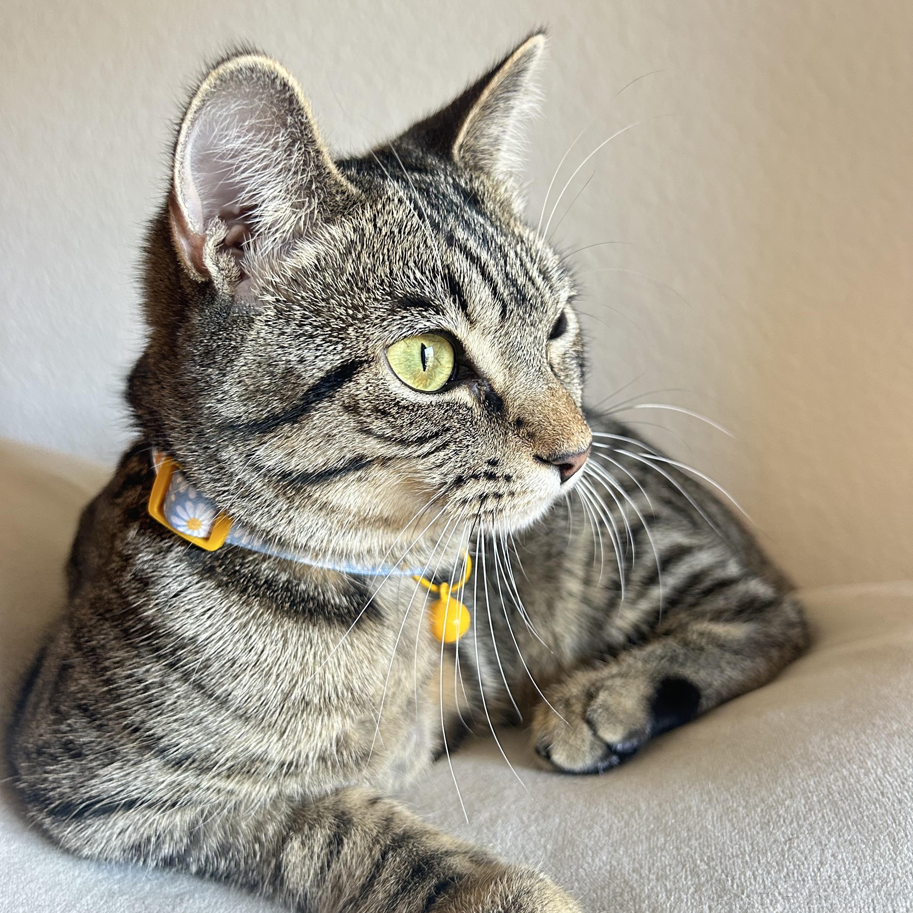 Wanda (Tri-pawd), ADOPTABLE, Kitten Female American Shorthair.