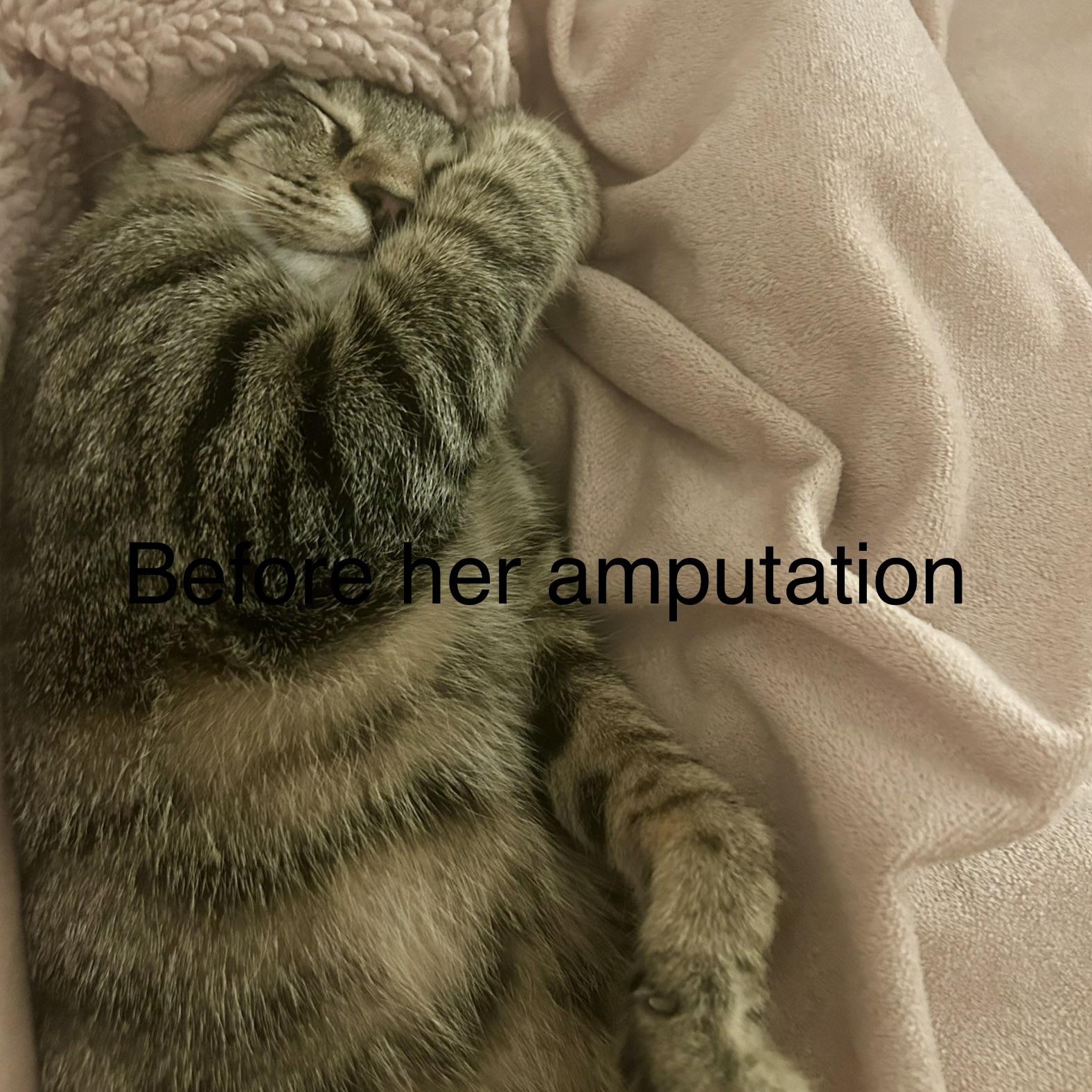 Enlarge Wanda (Tri-pawd), a ADOPTABLE American Shorthair in Plano, TX image 3/6