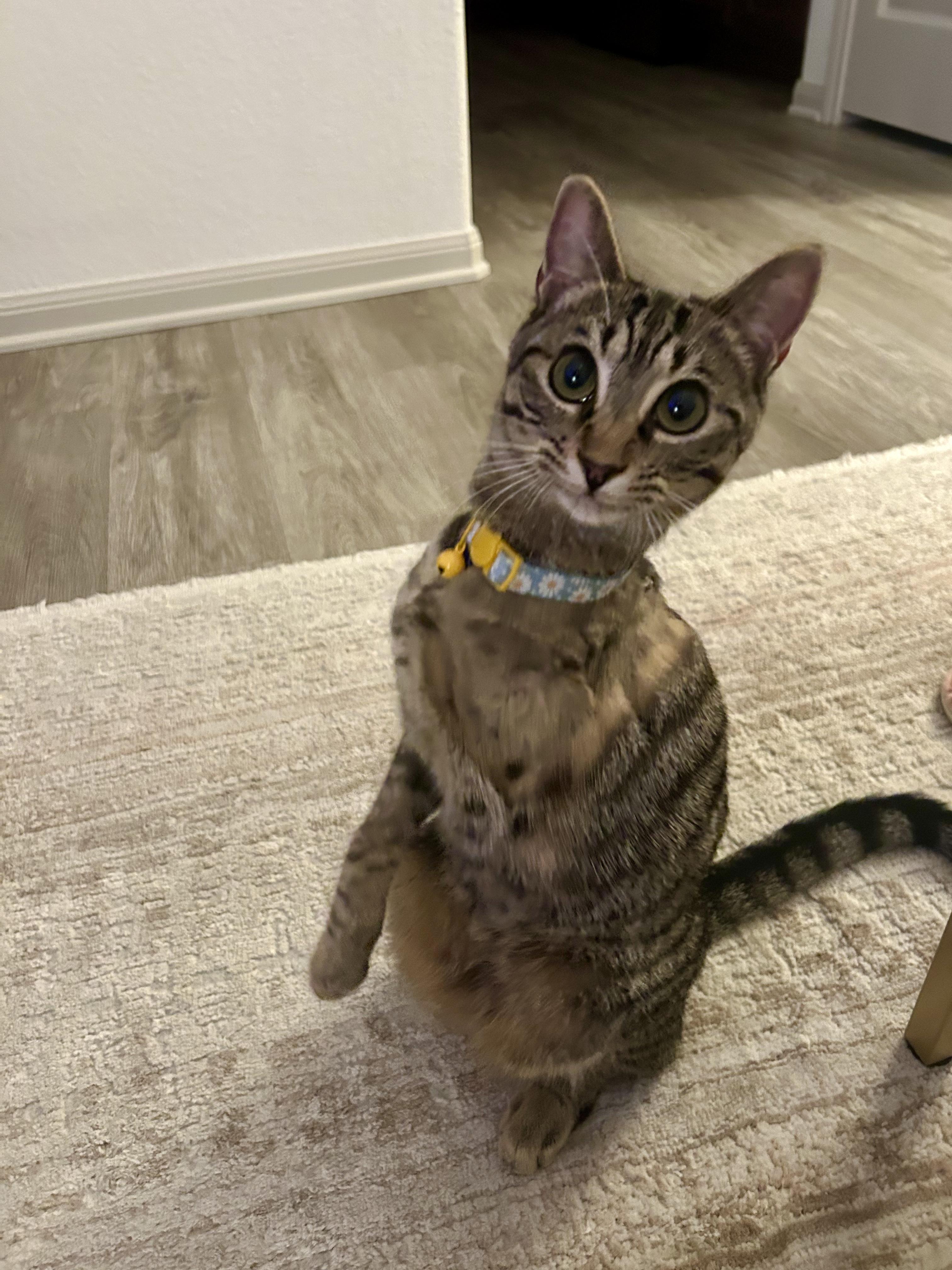Enlarge Wanda (Tri-pawd), a ADOPTABLE American Shorthair in Plano, TX image 5/6