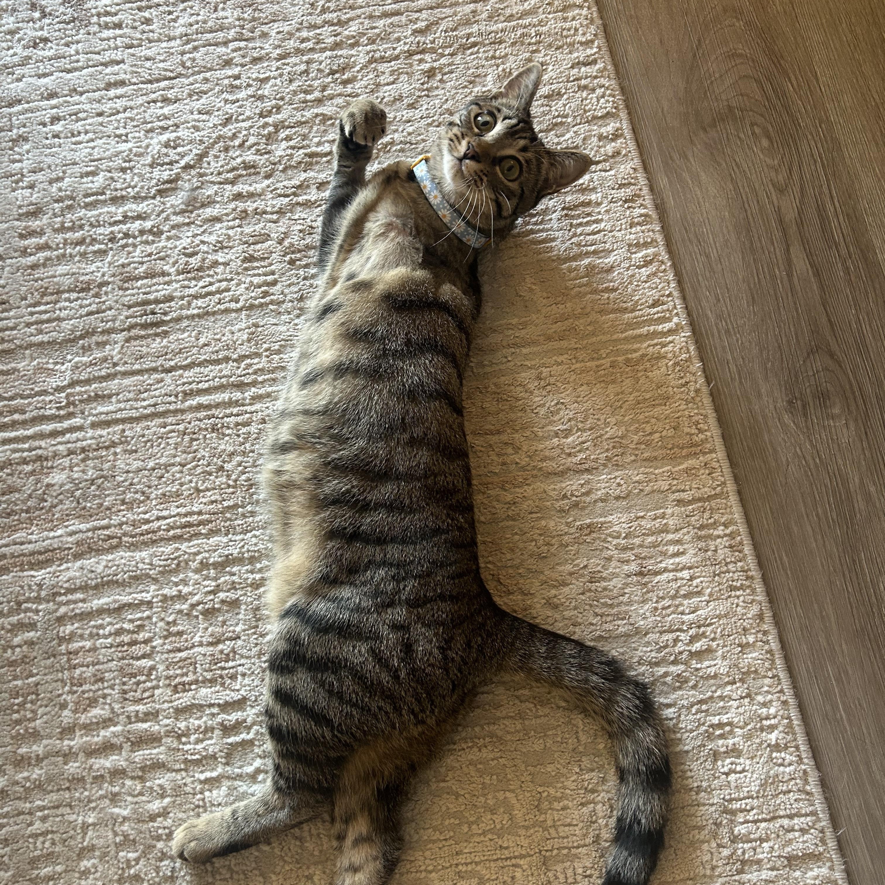 Enlarge Wanda (Tri-pawd), a ADOPTABLE American Shorthair in Plano, TX image 6/6