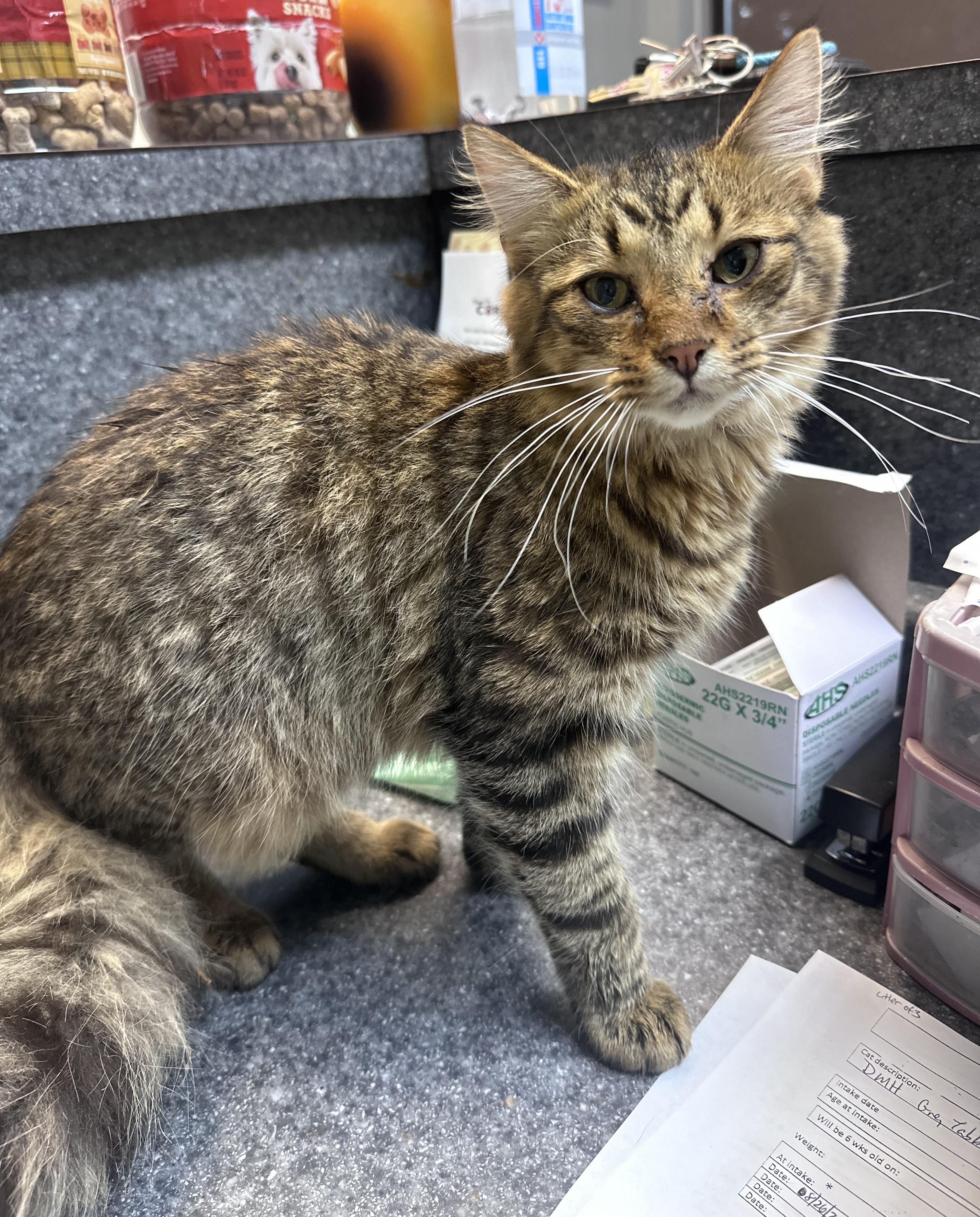 Fluffy, Adoptable, Young Male Domestic Medium Hair.