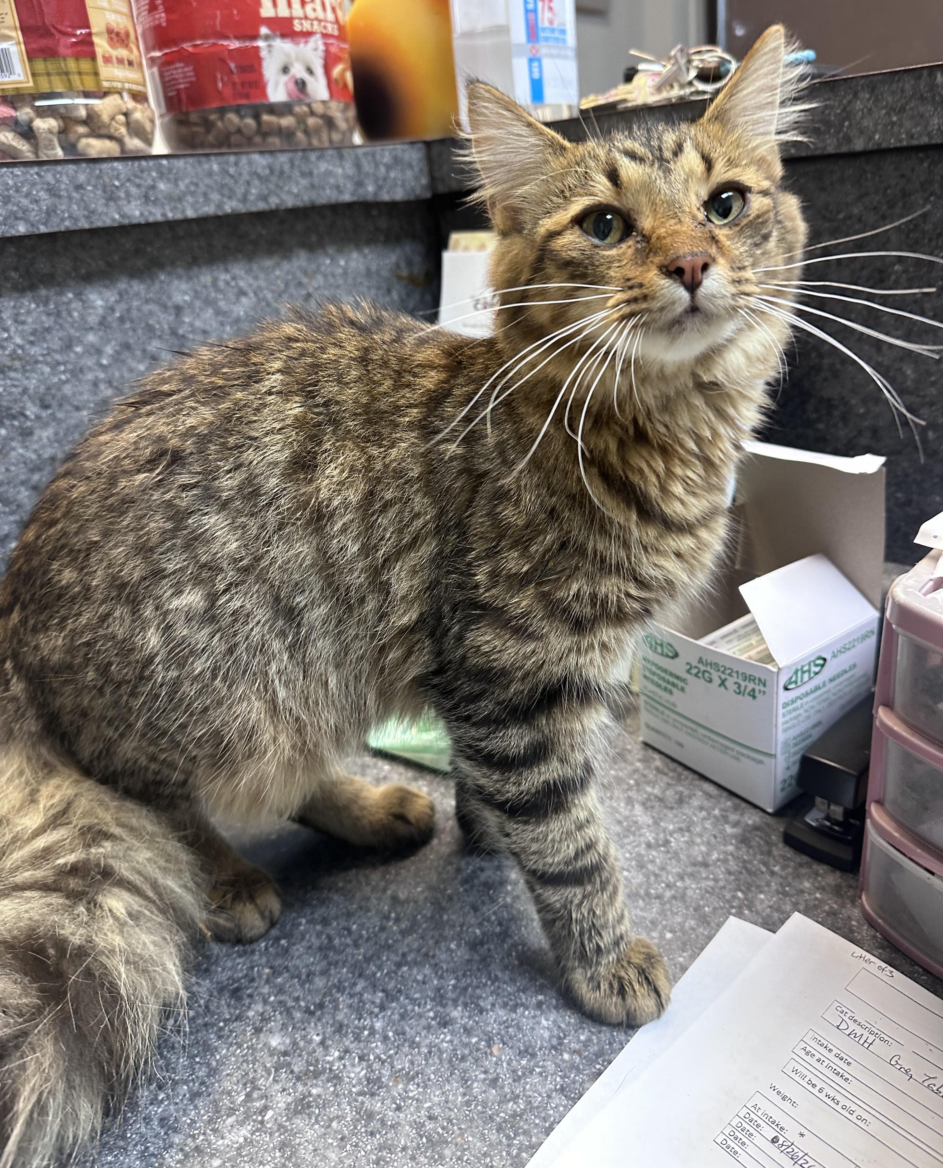 Enlarge Fluffy, a Adoptable Domestic Medium Hair in Dyersburg, TN image 2/4