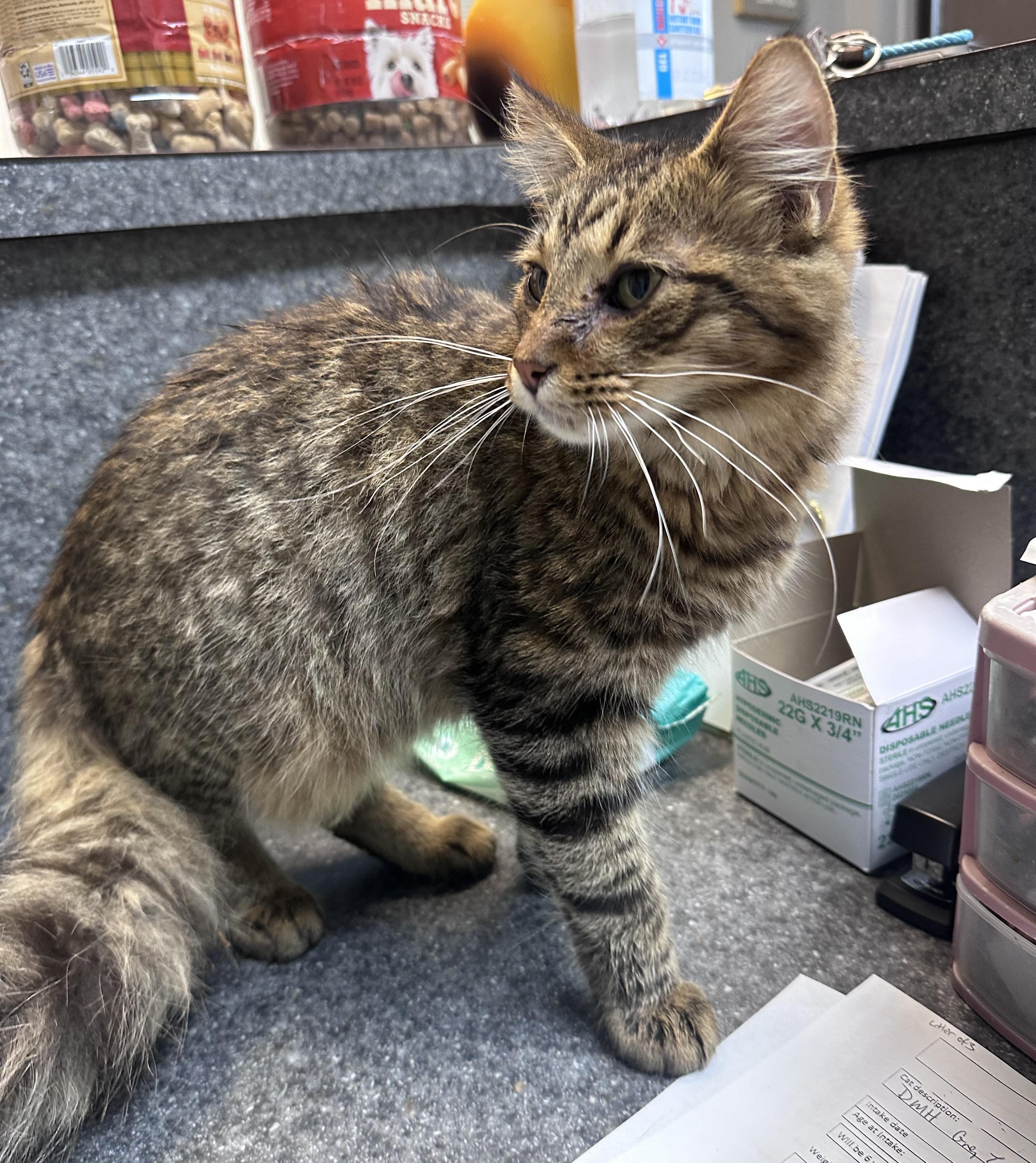 Enlarge Fluffy, a Adoptable Domestic Medium Hair in Dyersburg, TN image 4/4