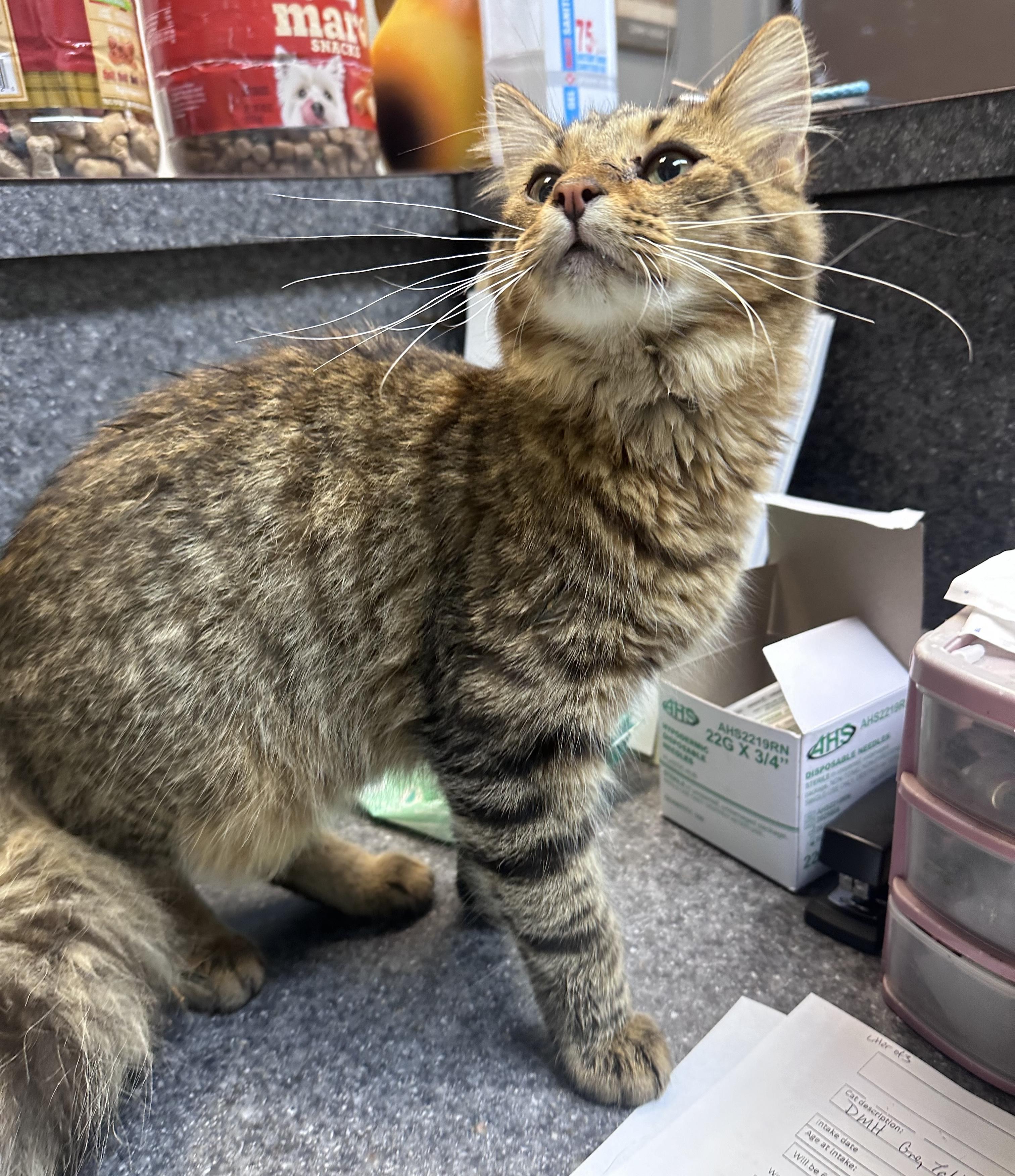 Enlarge Fluffy, a Adoptable Domestic Medium Hair in Dyersburg, TN image 3/4