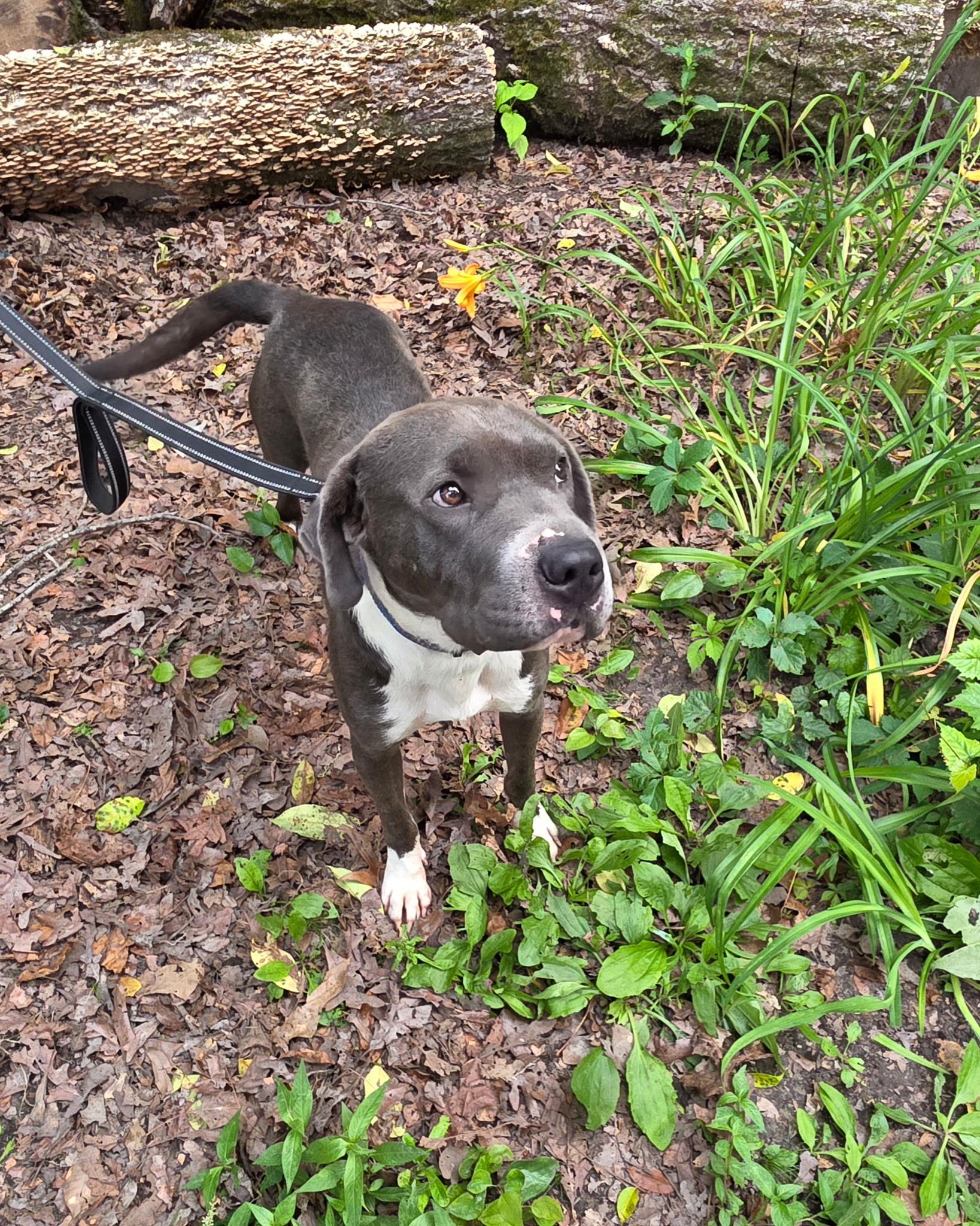 Enlarge Buddy, a Adoptable American Staffordshire Terrier in bauxite, AR image 2/5