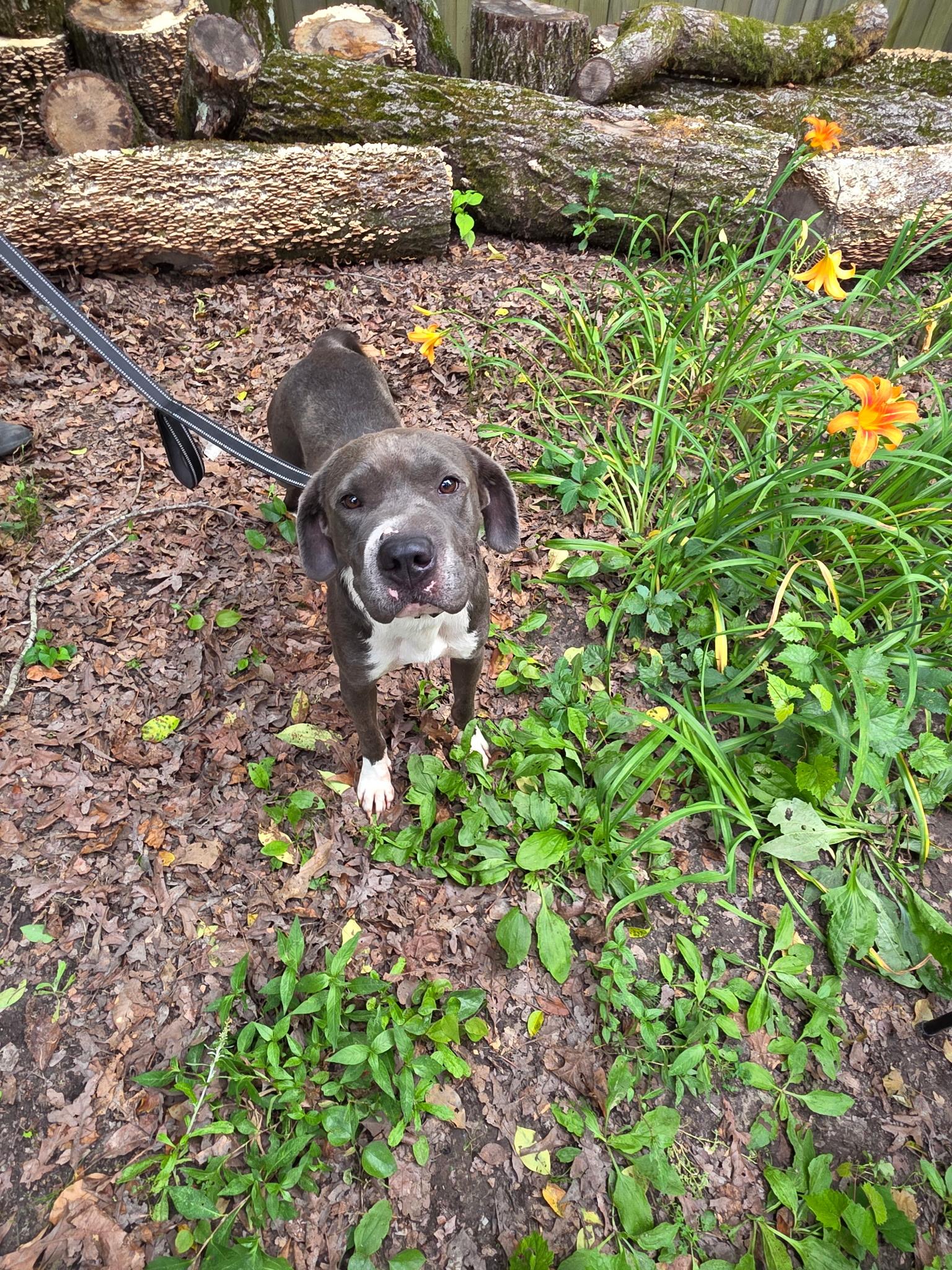 Enlarge Buddy, a Adoptable American Staffordshire Terrier in bauxite, AR image 3/5
