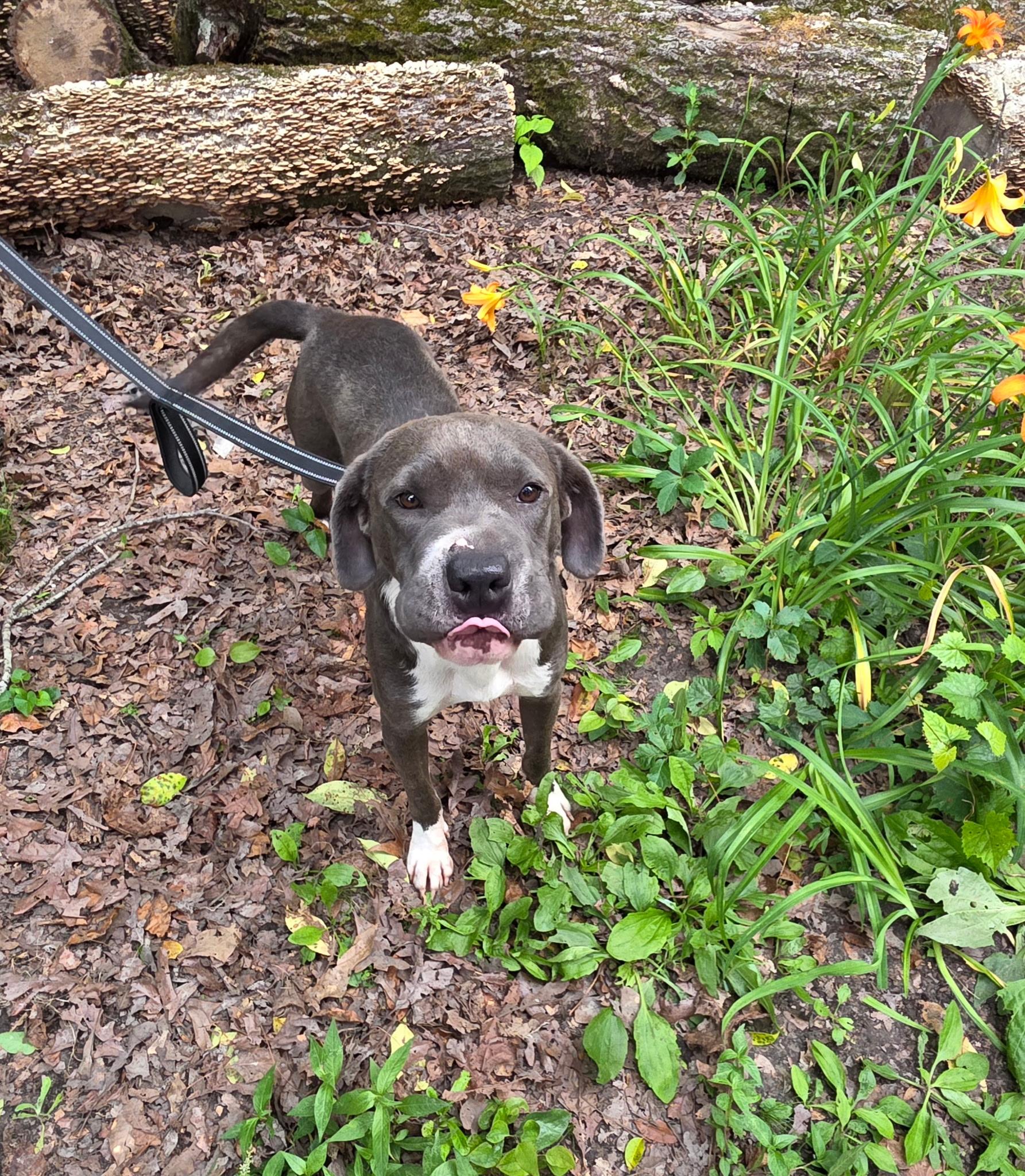 Enlarge Buddy, a Adoptable American Staffordshire Terrier in bauxite, AR image 4/5