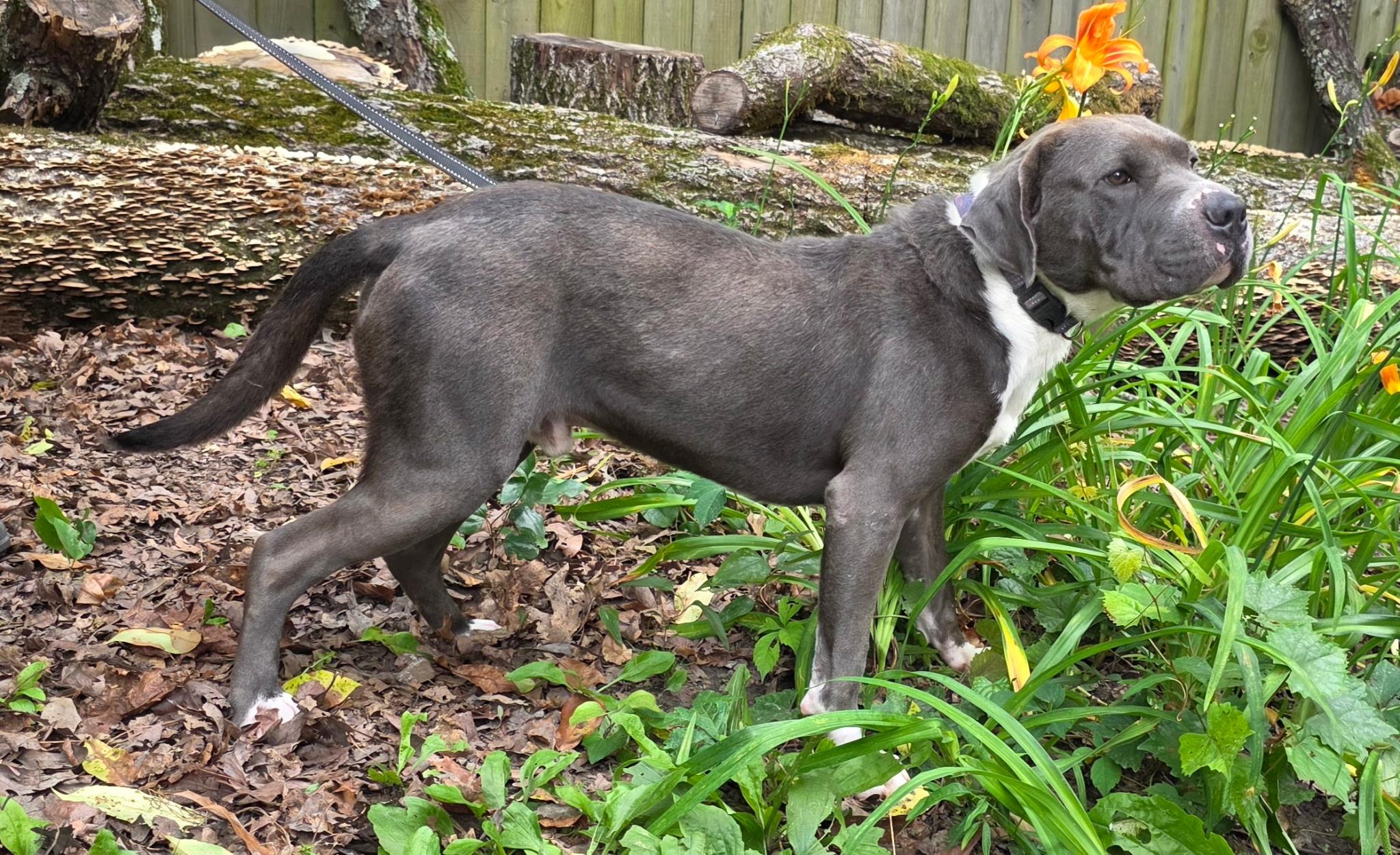 Enlarge Buddy, a Adoptable American Staffordshire Terrier in bauxite, AR image 5/5