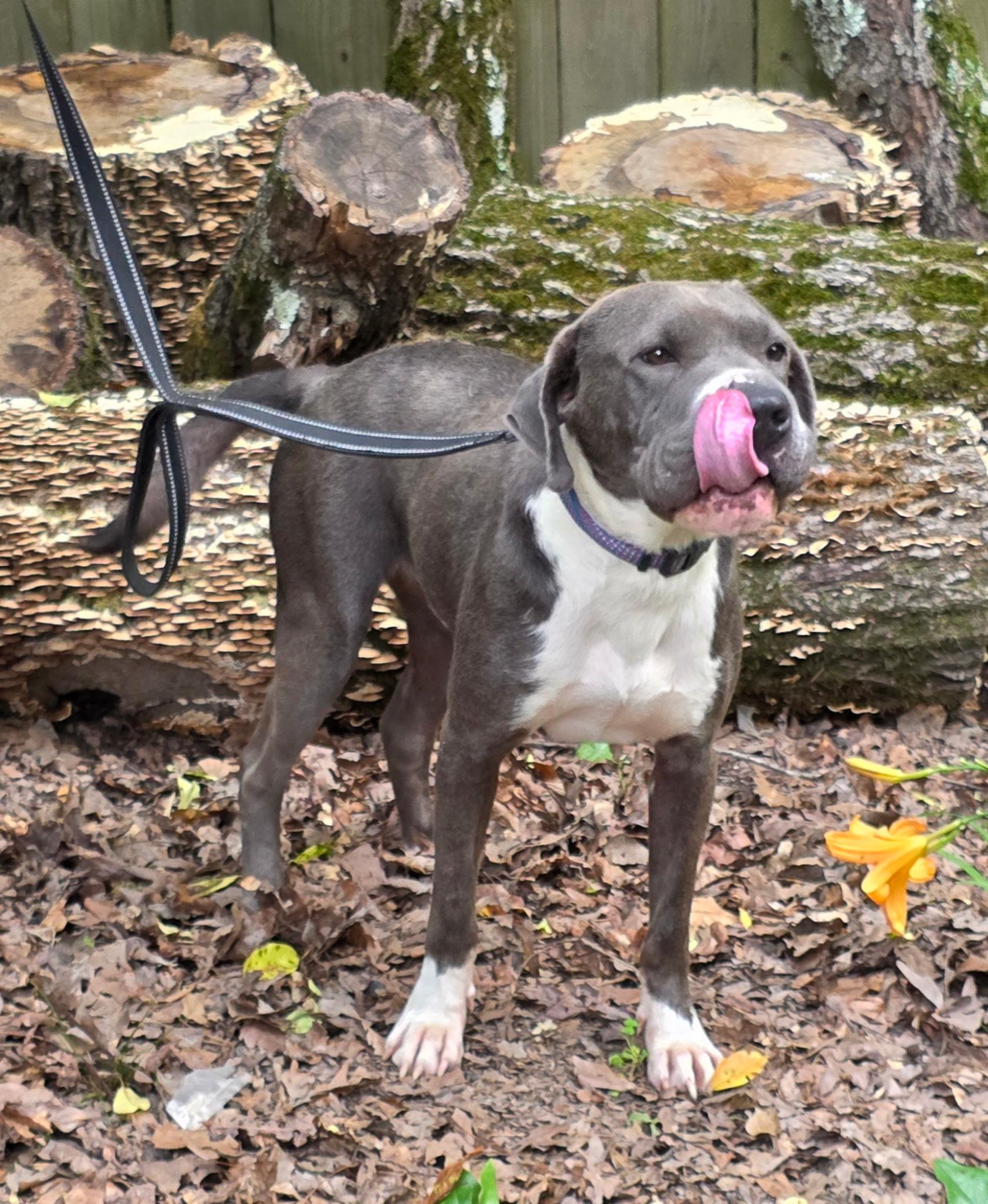 Buddy, Adoptable, Adult Male American Staffordshire Terrier.