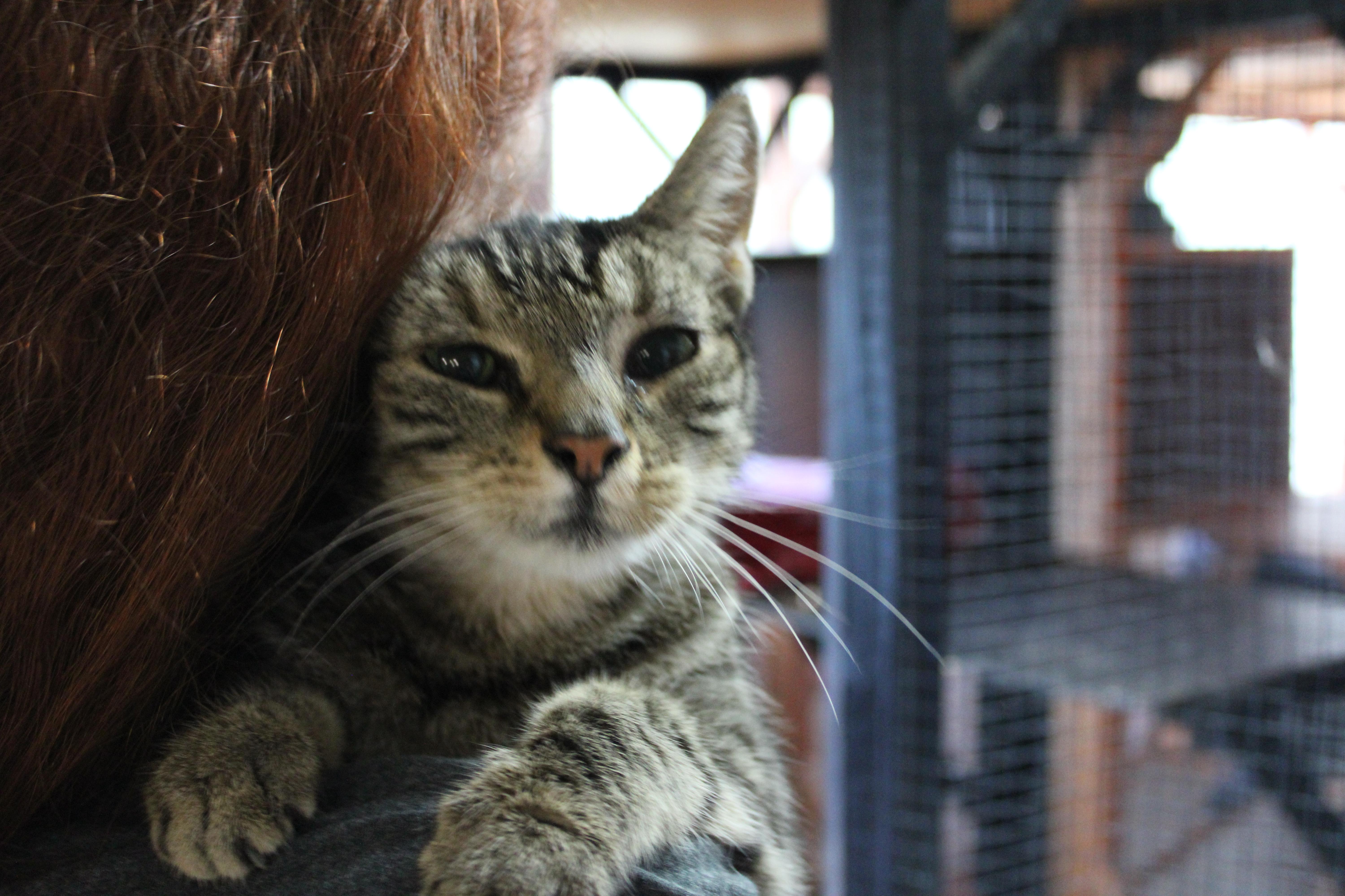 Eva, Adopted, Young Female Domestic Short Hair.