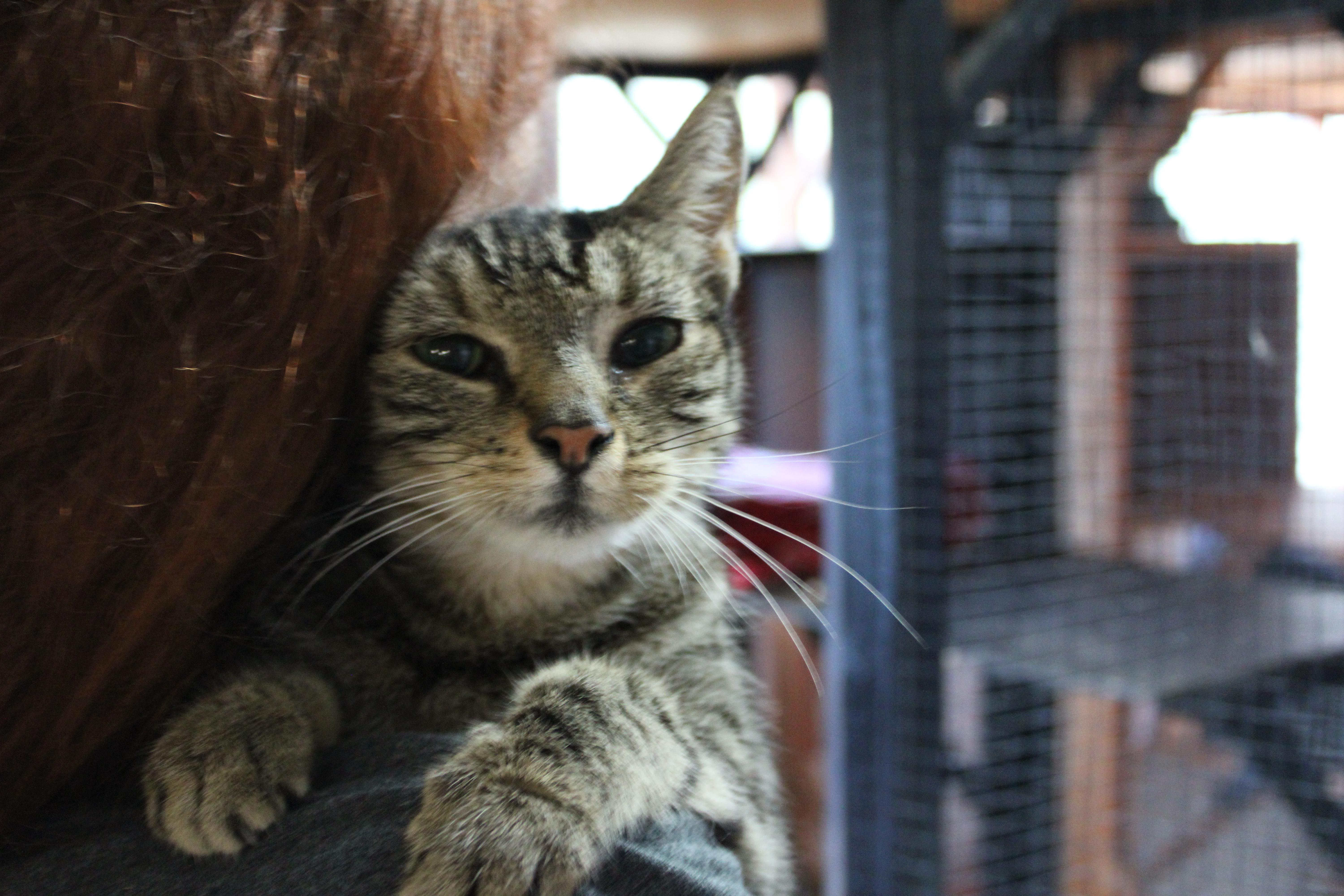 Enlarge Eva, a Adopted Domestic Short Hair in Tillamook, OR image 2/5