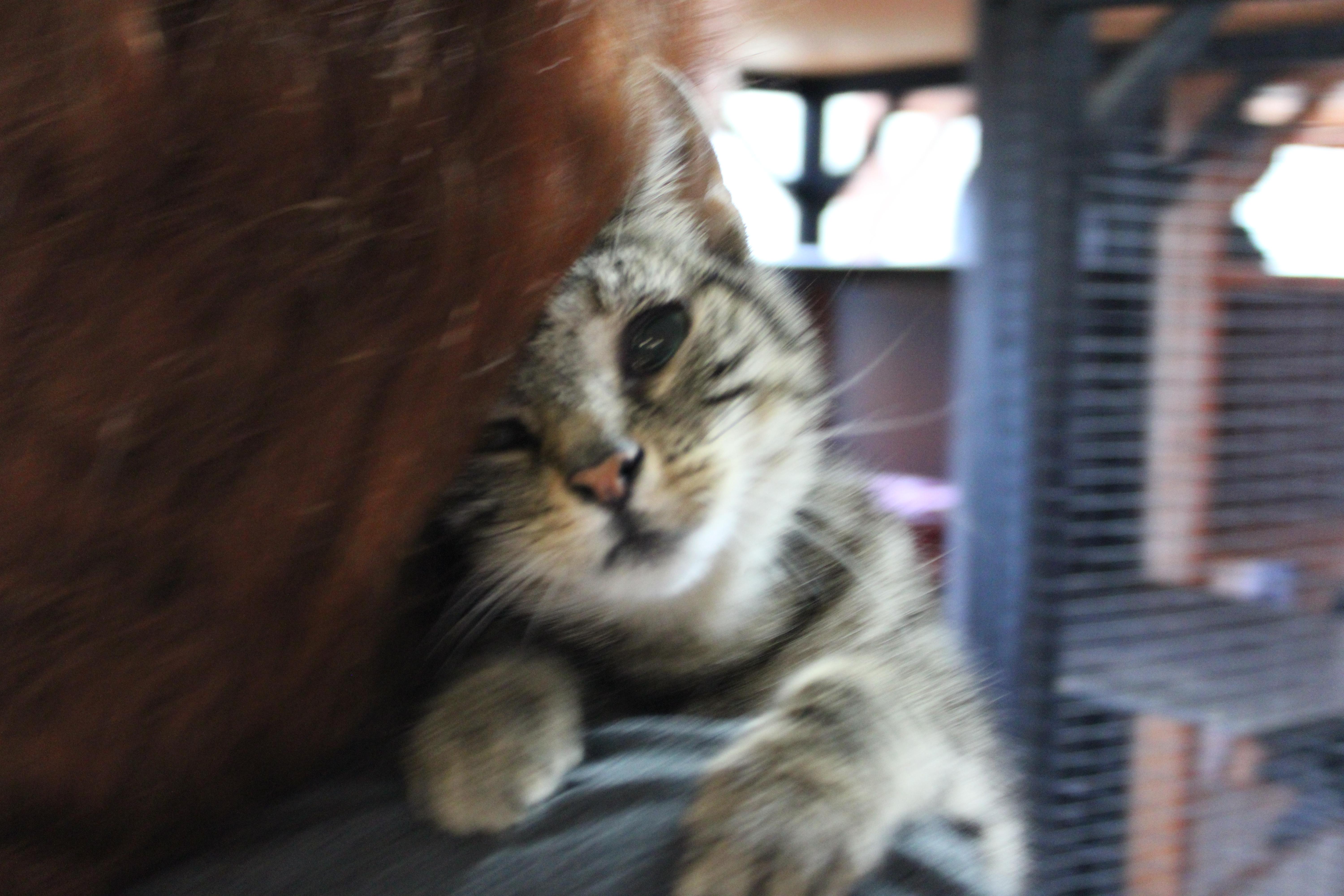 Enlarge Eva, a Adopted Domestic Short Hair in Tillamook, OR image 3/5