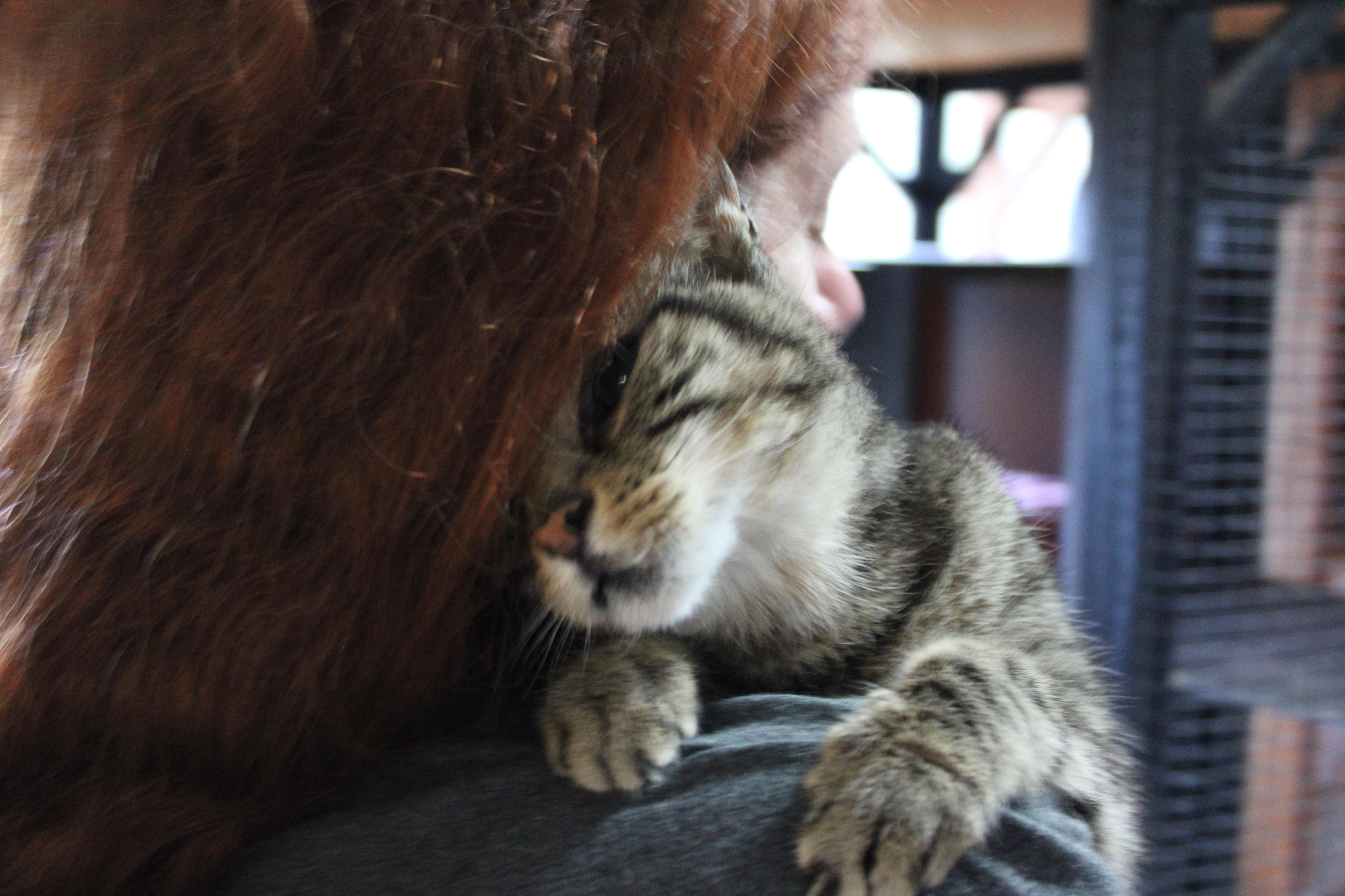 Enlarge Eva, a Adopted Domestic Short Hair in Tillamook, OR image 4/5