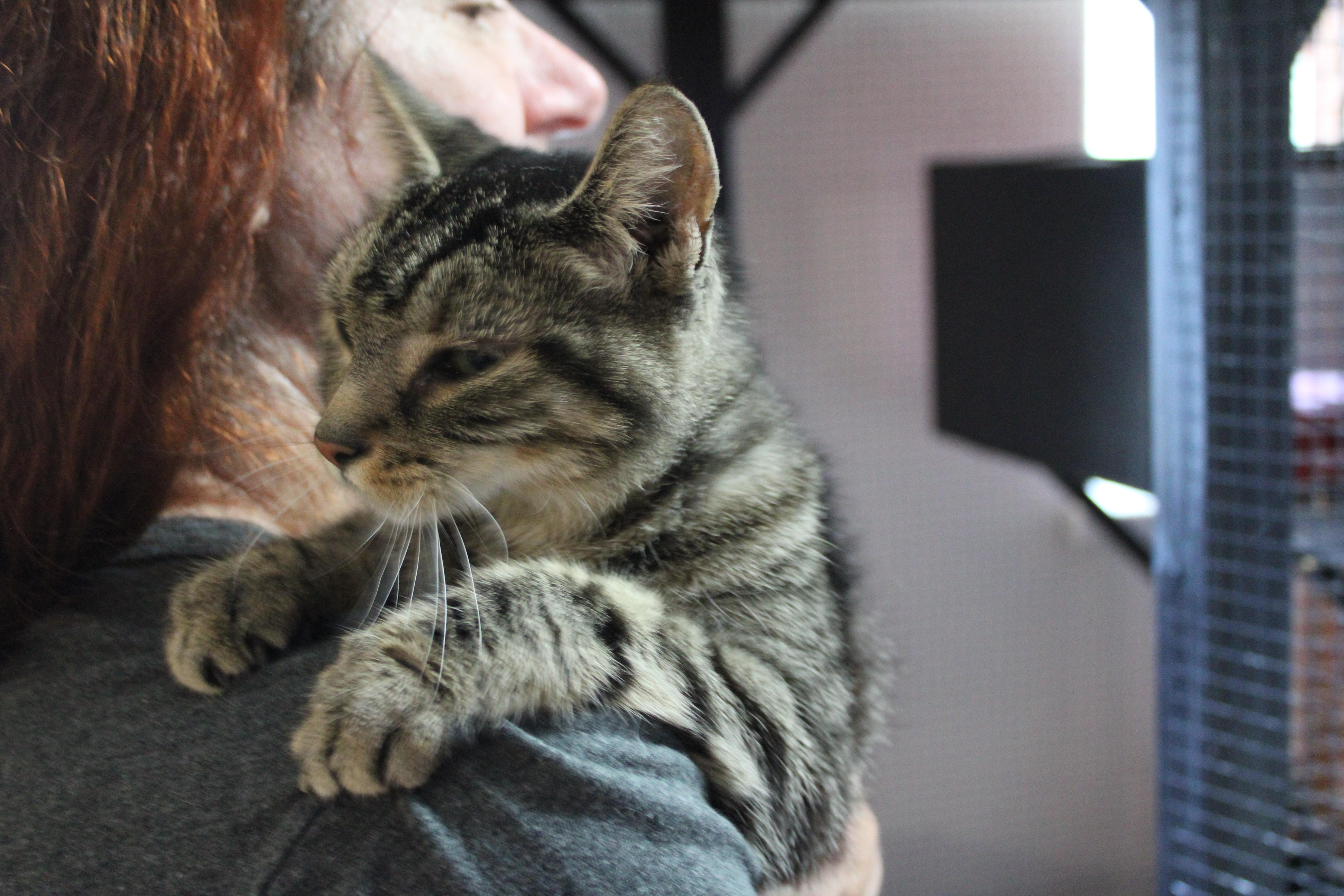 Enlarge Eva, a Adopted Domestic Short Hair in Tillamook, OR image 5/5