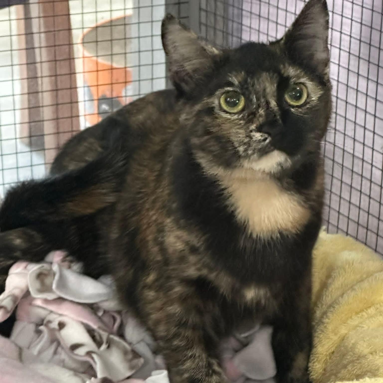 Enlarge Trudy, a ADOPTABLE mixed breed in South Park, PA image 1/1