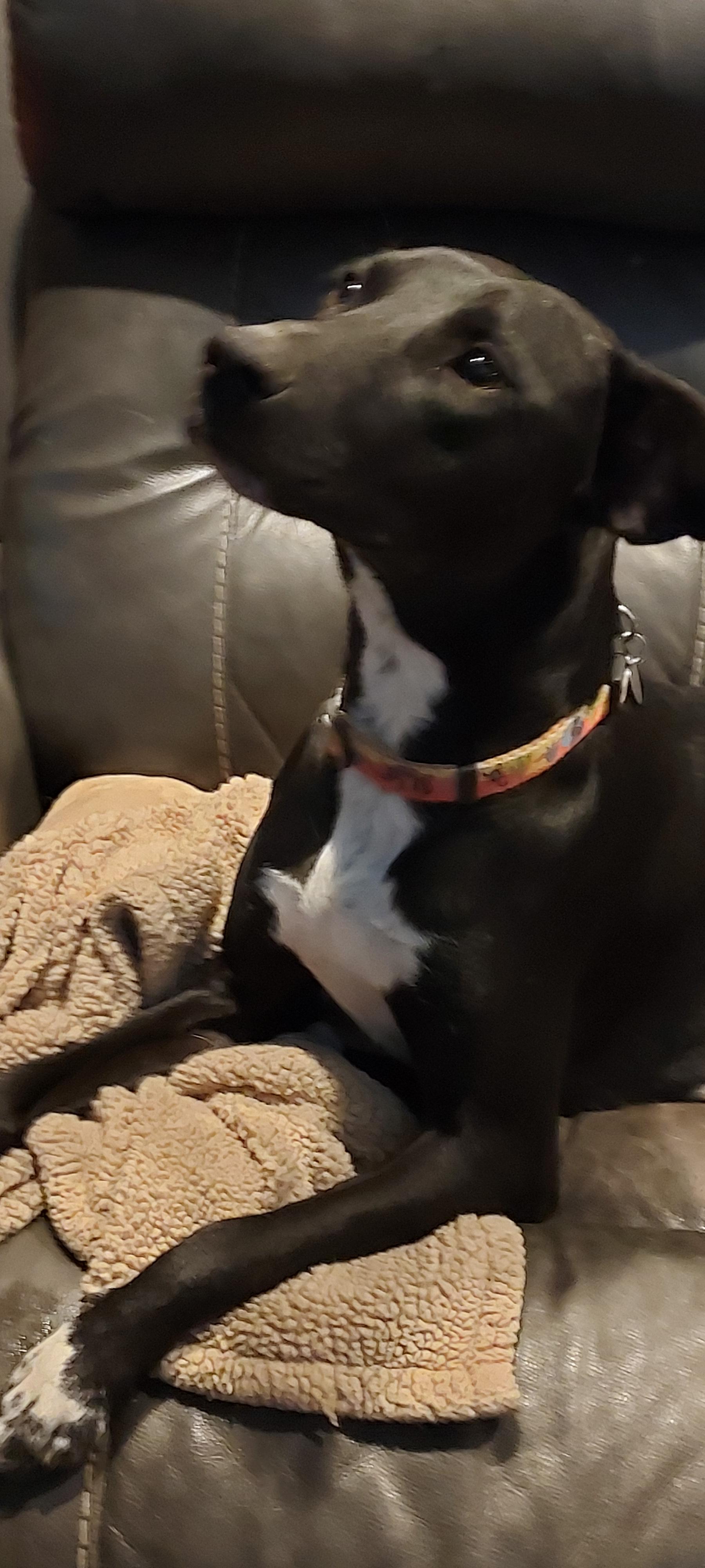 Lainey, a Adoptable mixed breed in Huntley, IL image 2/6