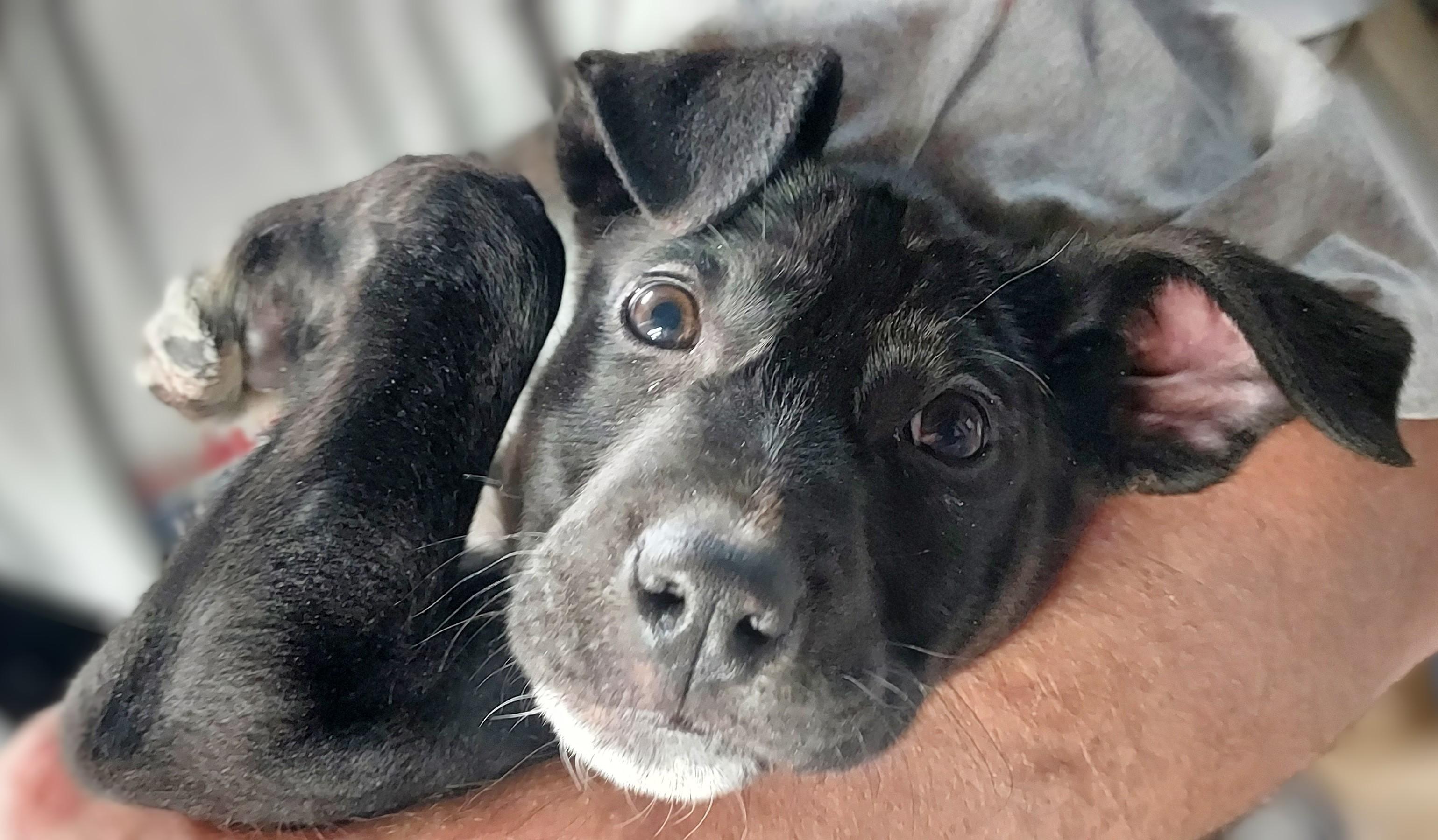 Lainey, a Adoptable mixed breed in Huntley, IL image 5/6