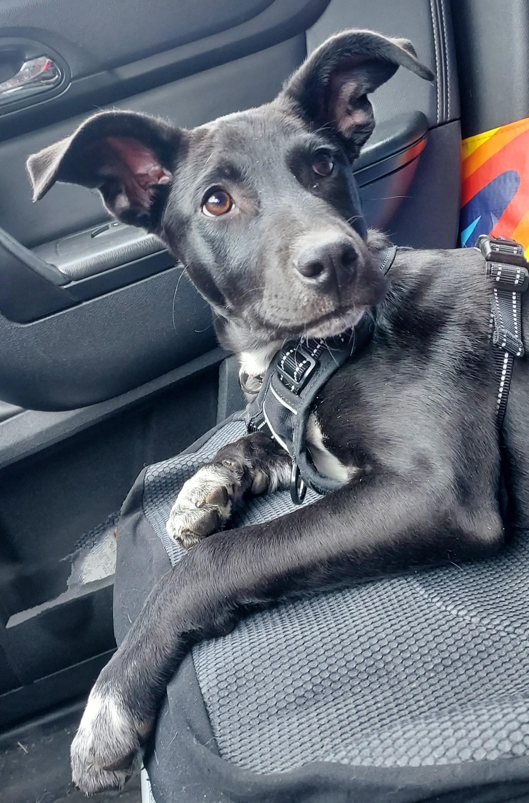 Lainey, a Adoptable mixed breed in Huntley, IL image 4/6