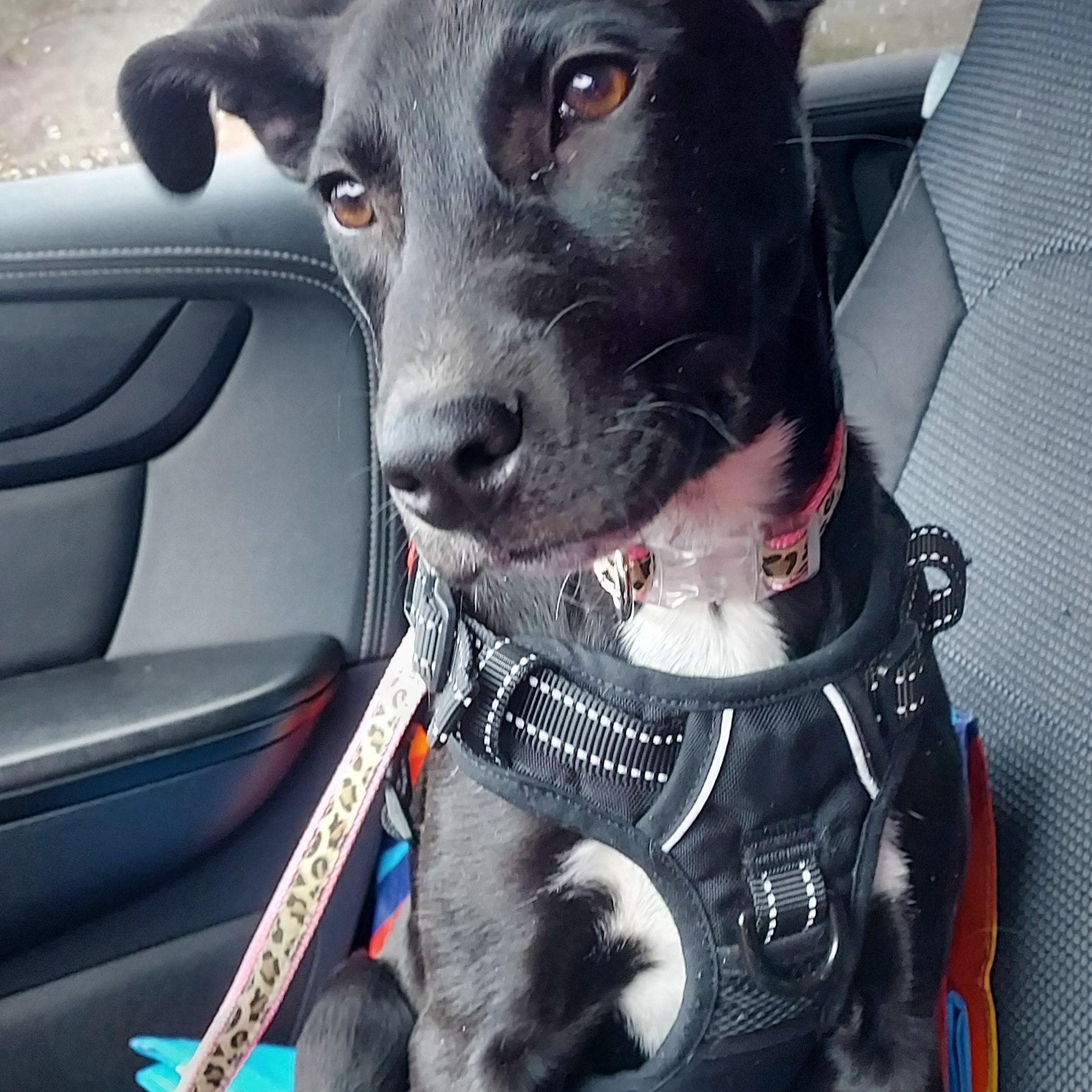 Lainey, a Adoptable mixed breed in Huntley, IL image 6/6