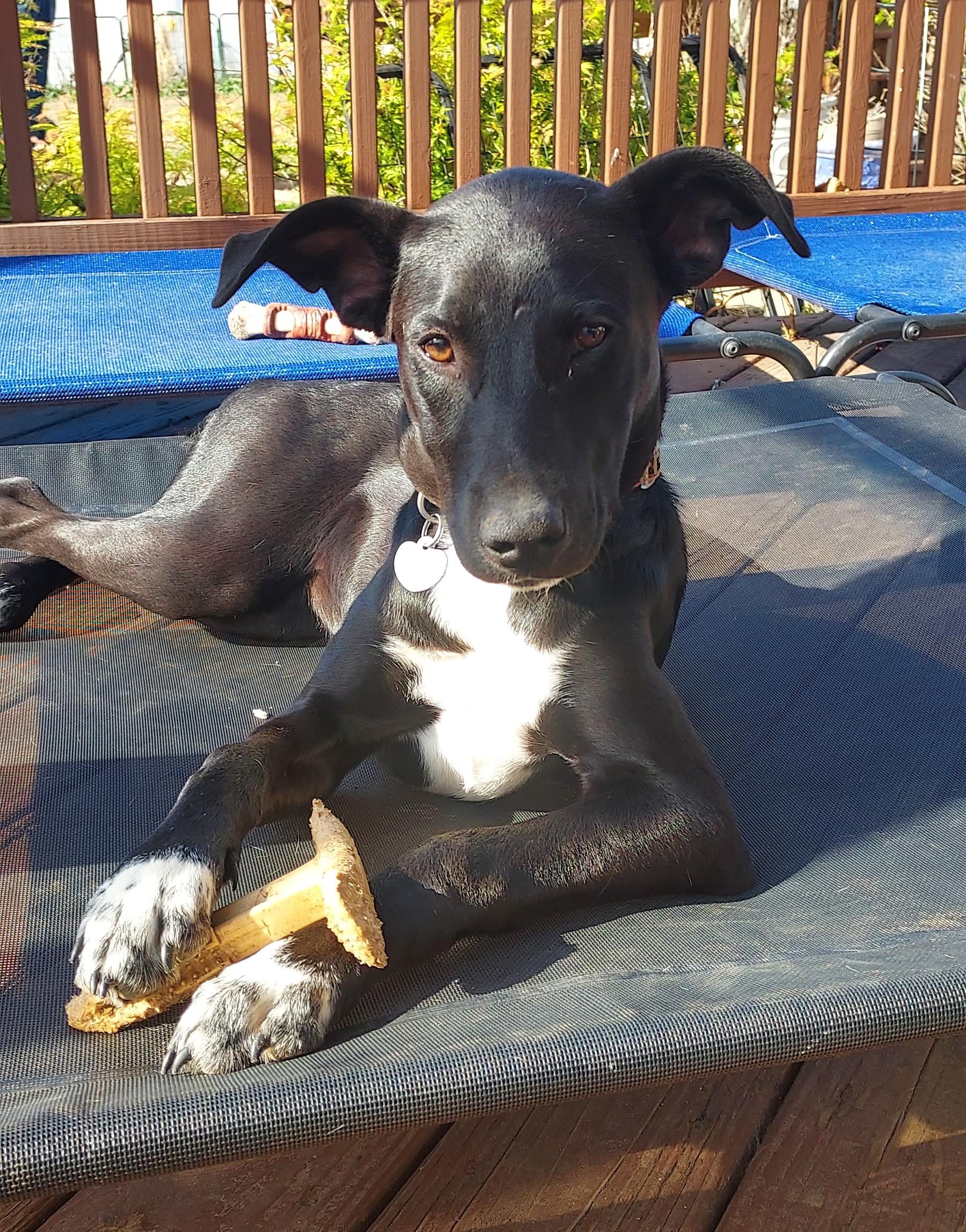 Lainey, a Adoptable mixed breed in Huntley, IL image 3/6