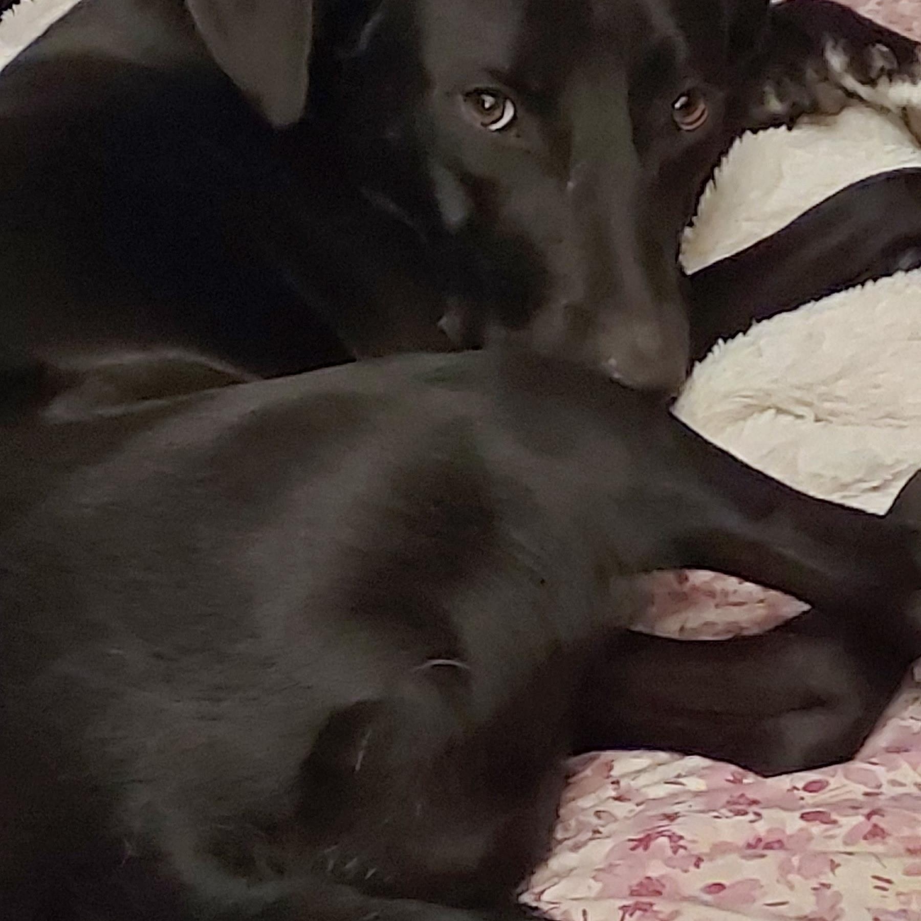 Lainey, a Adoptable mixed breed in Huntley, IL image 1/6