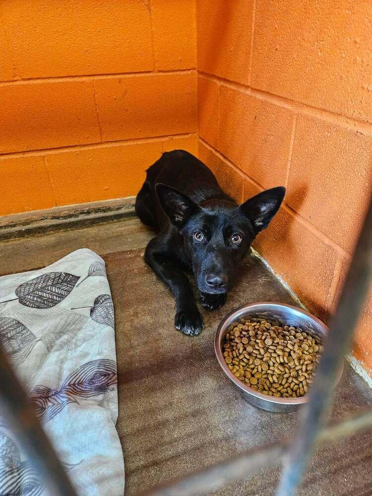 Enlarge Raven, a Adoptable mixed breed in Deerfield, WI image 1/1
