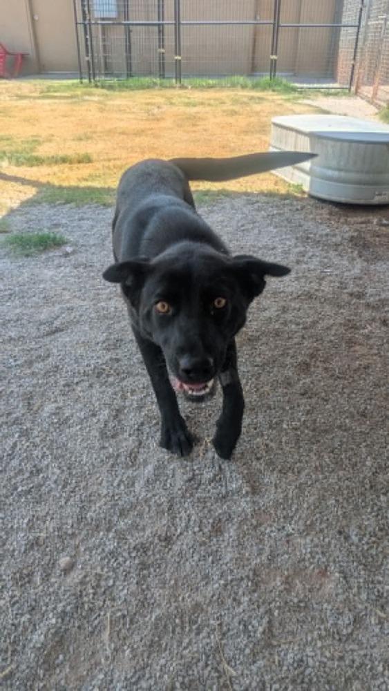 Enlarge Raven, a Adoptable mixed breed in Deerfield, WI image 2/2