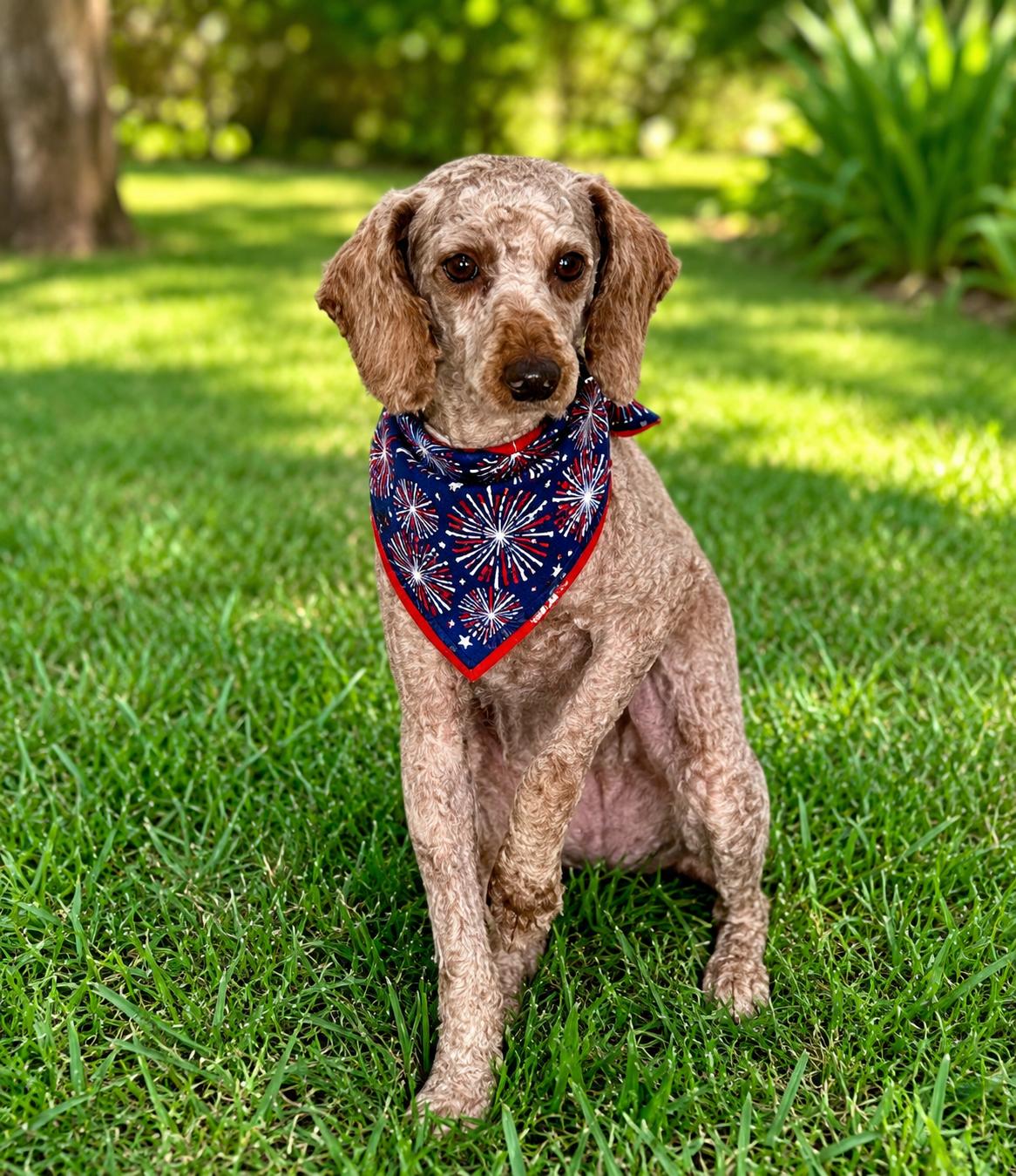 Patrick - ARR, a Adoptable Poodle in Pataskala, OH image 2/3