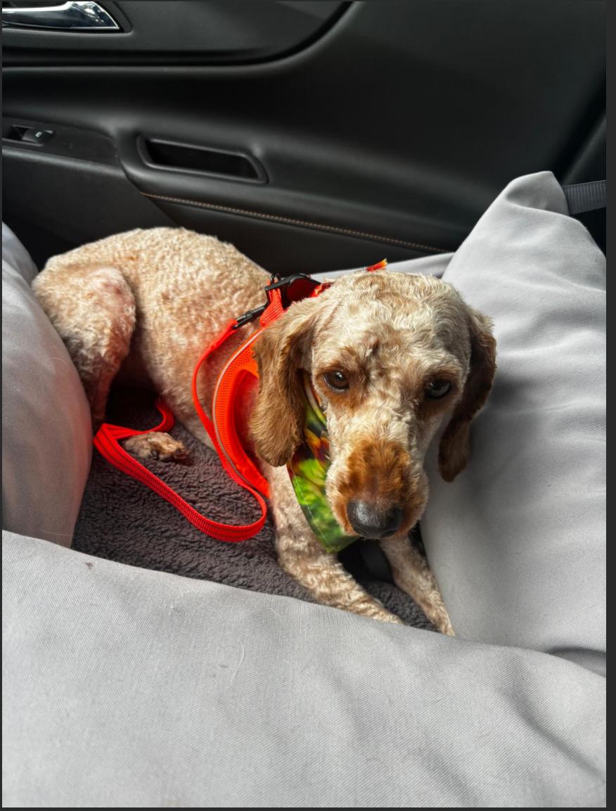 Patrick - ARR, a Adoptable Poodle in Pataskala, OH image 3/3