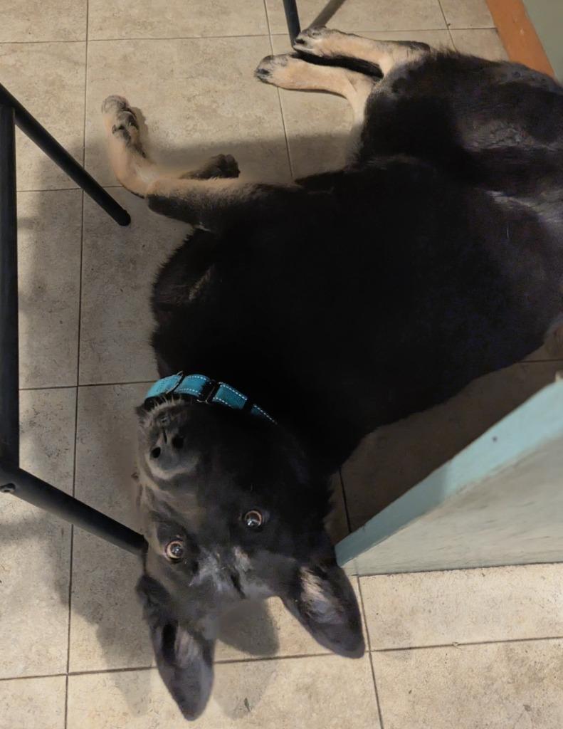 Dutch, a Adoptable mixed breed in Fayetteville, AR image 1/6