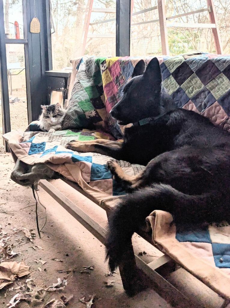 Dutch, a Adoptable mixed breed in Fayetteville, AR image 4/6