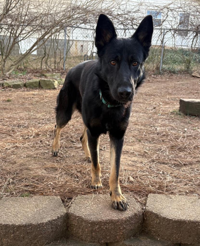 Dutch, a Adoptable mixed breed in Fayetteville, AR image 5/6