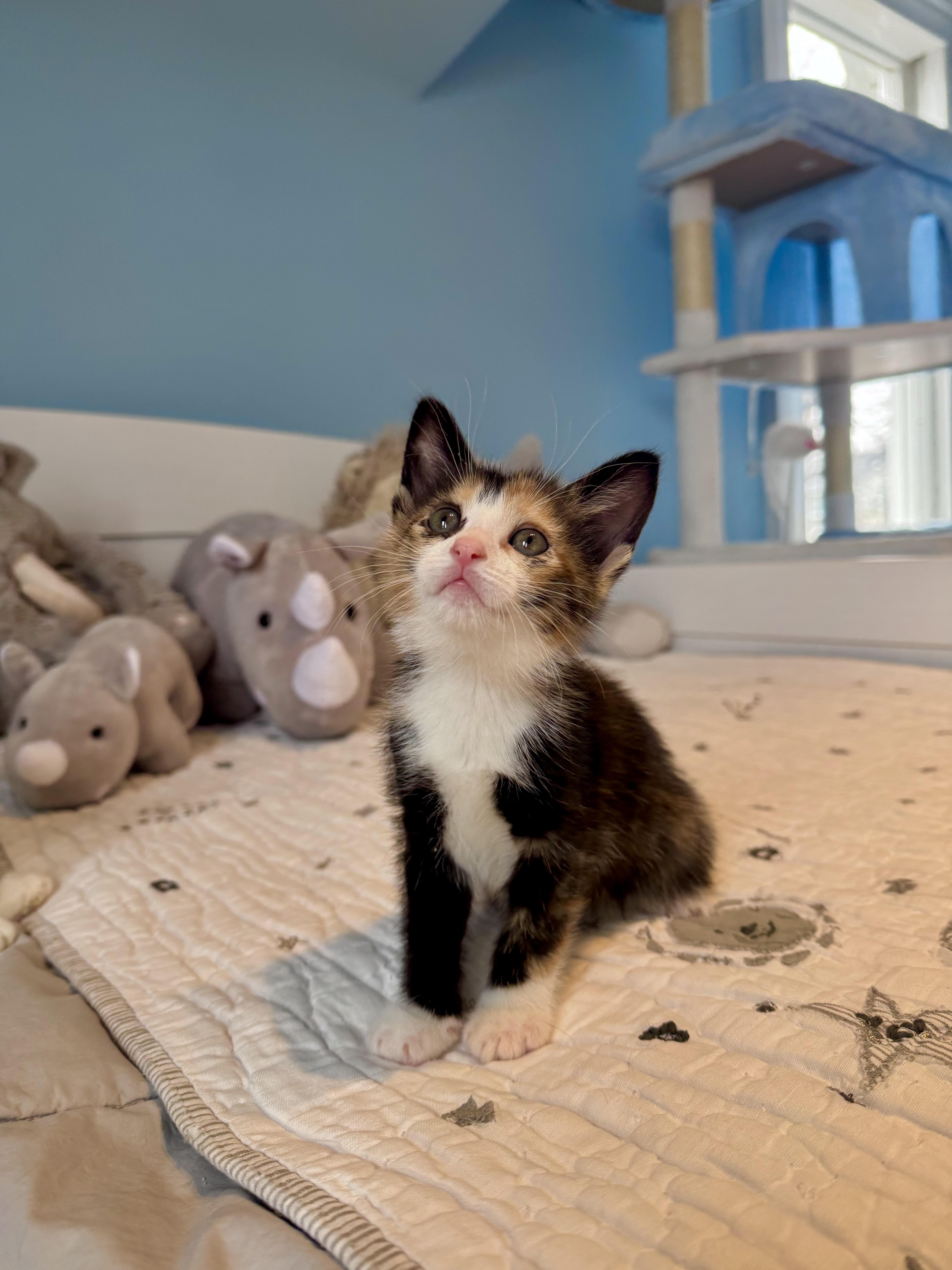 Toffee, adopted, Kitten Female Domestic Short Hair.