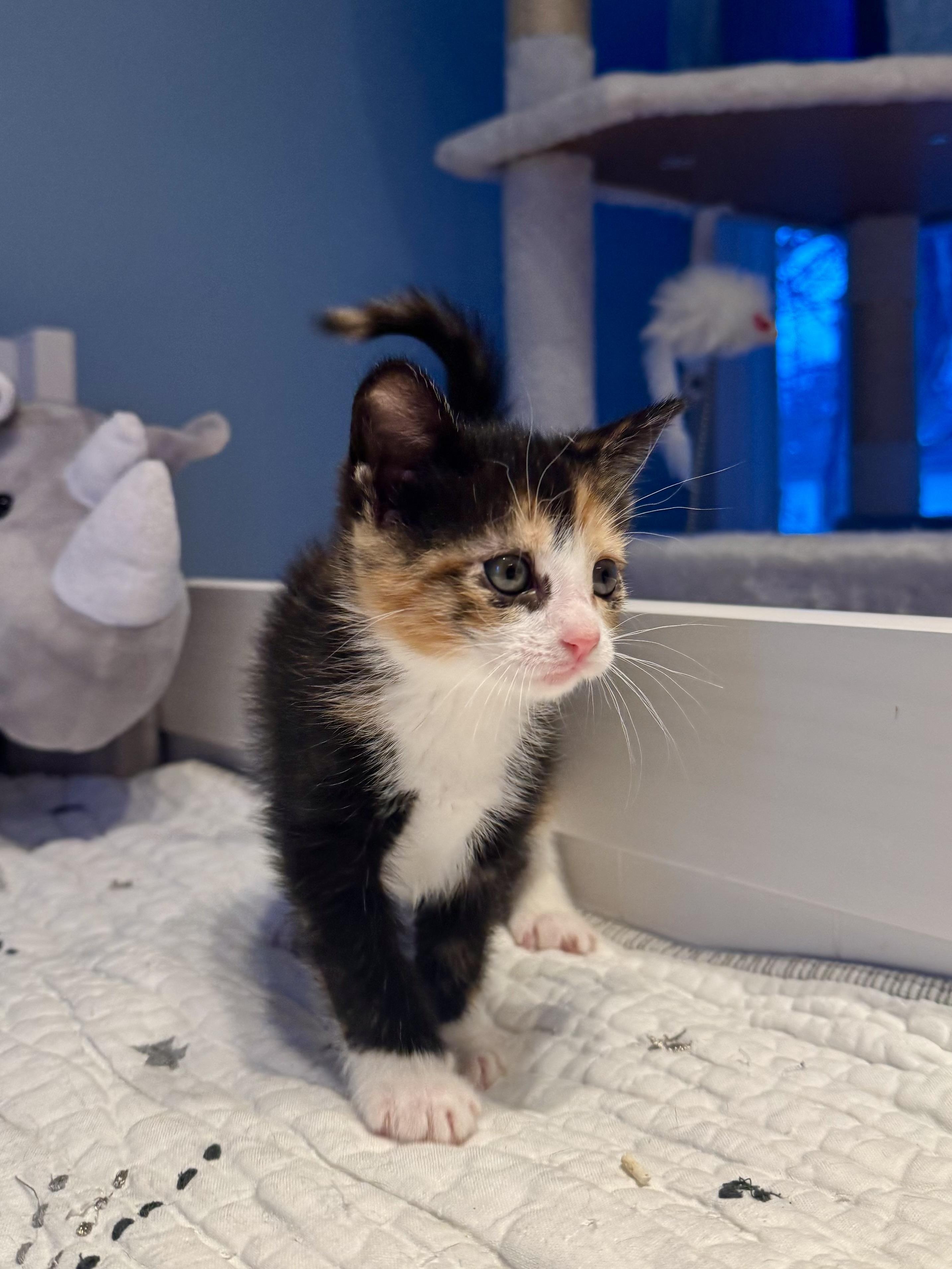 Enlarge Toffee, an adopted Domestic Short Hair in Ramsey, NJ image 5/6