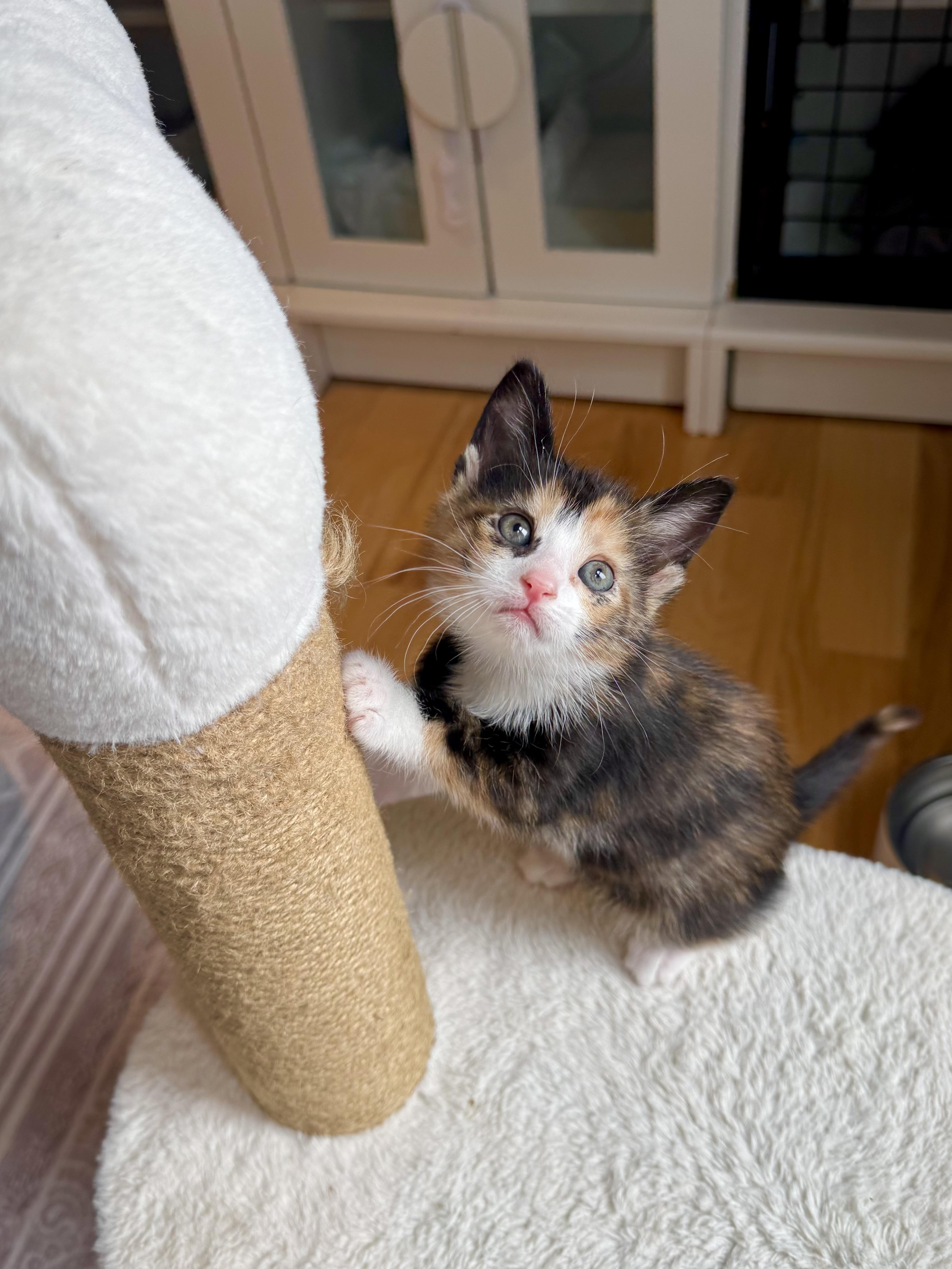 Enlarge Toffee, an adopted Domestic Short Hair in Ramsey, NJ image 4/6