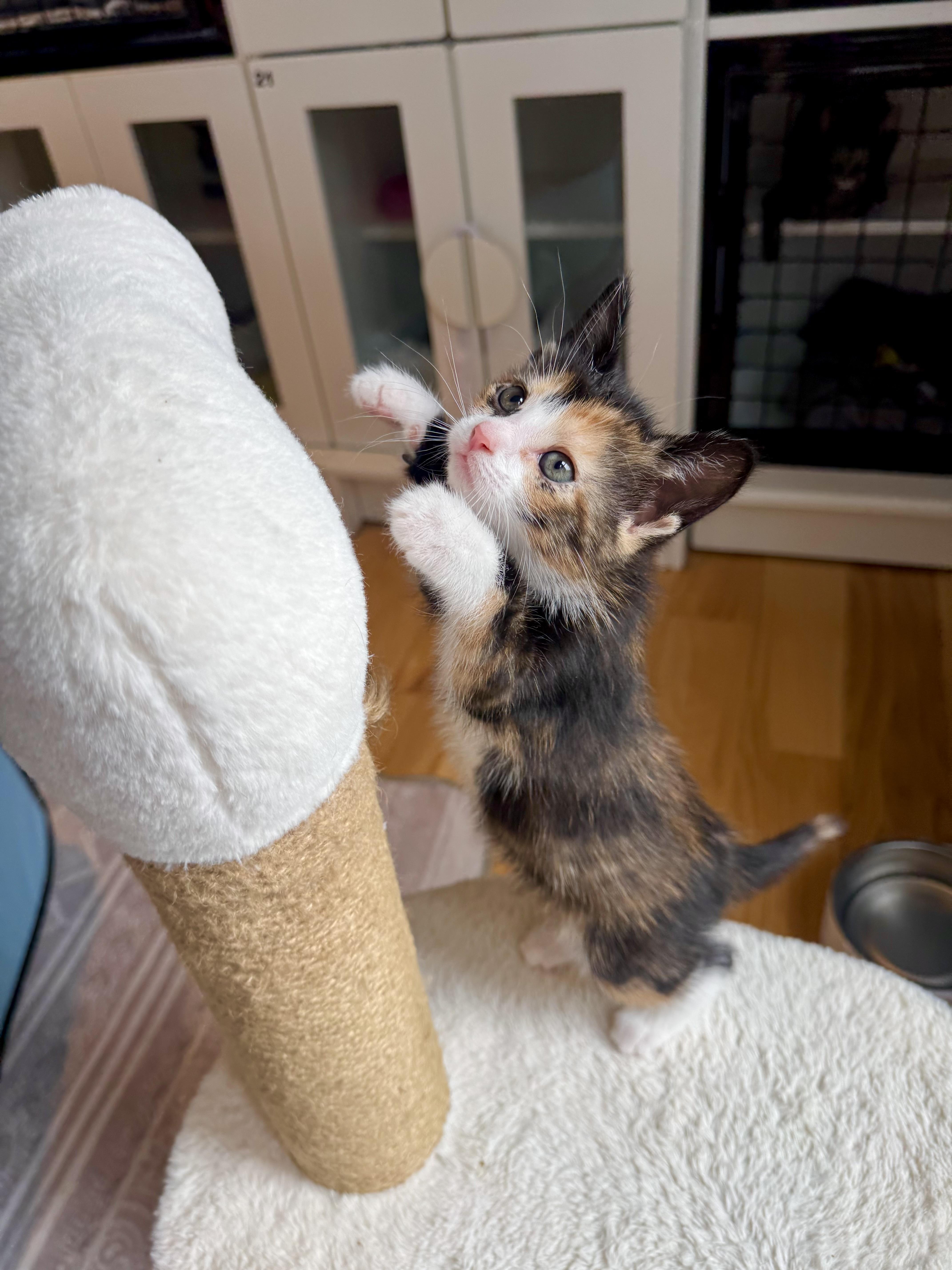 Enlarge Toffee, an adopted Domestic Short Hair in Ramsey, NJ image 6/6